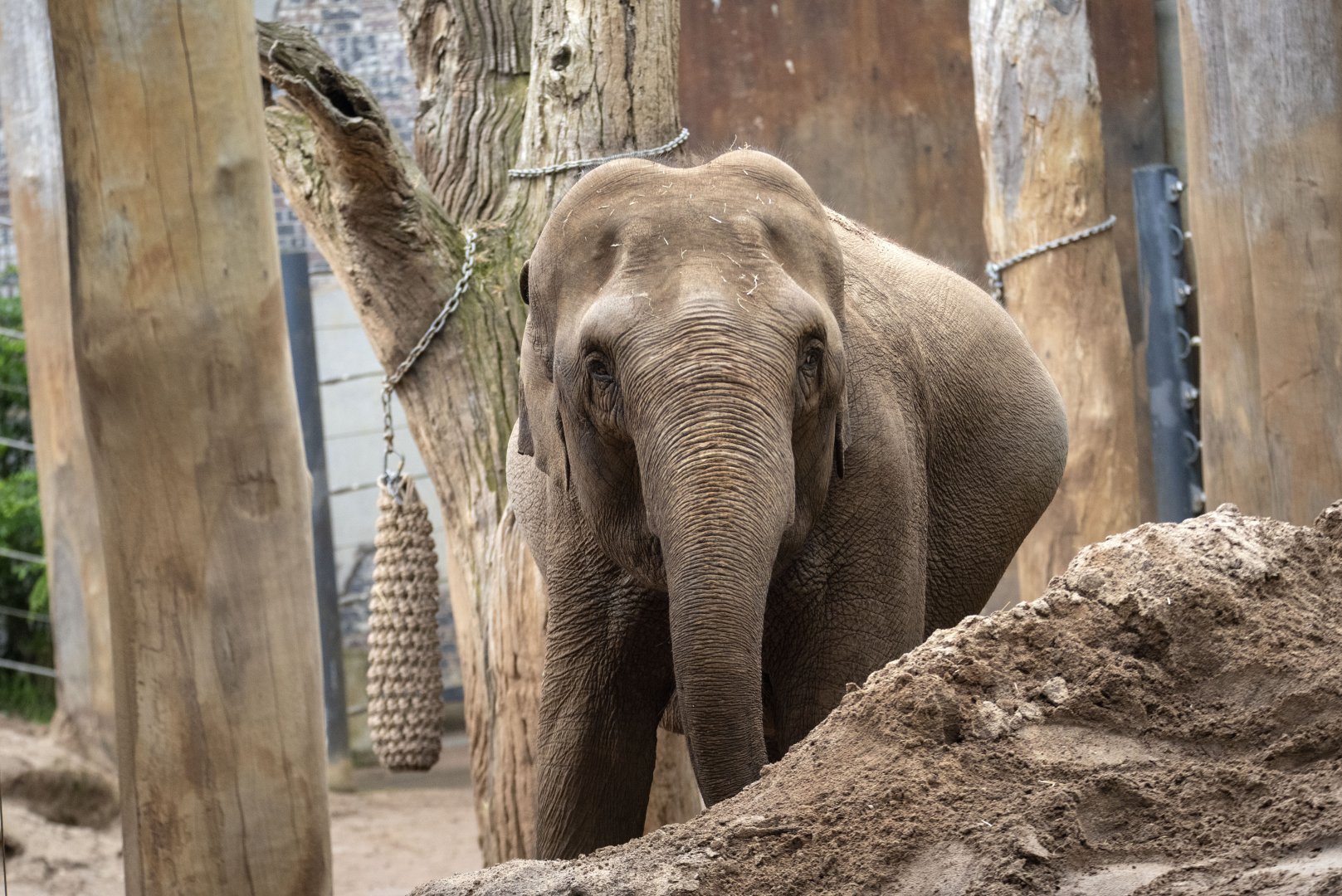 Asian elephant 'Num-Oi'