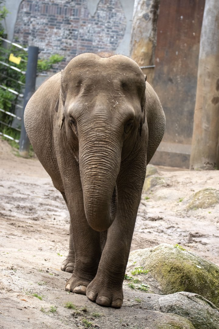 Asian elephant 'Num-Oi'