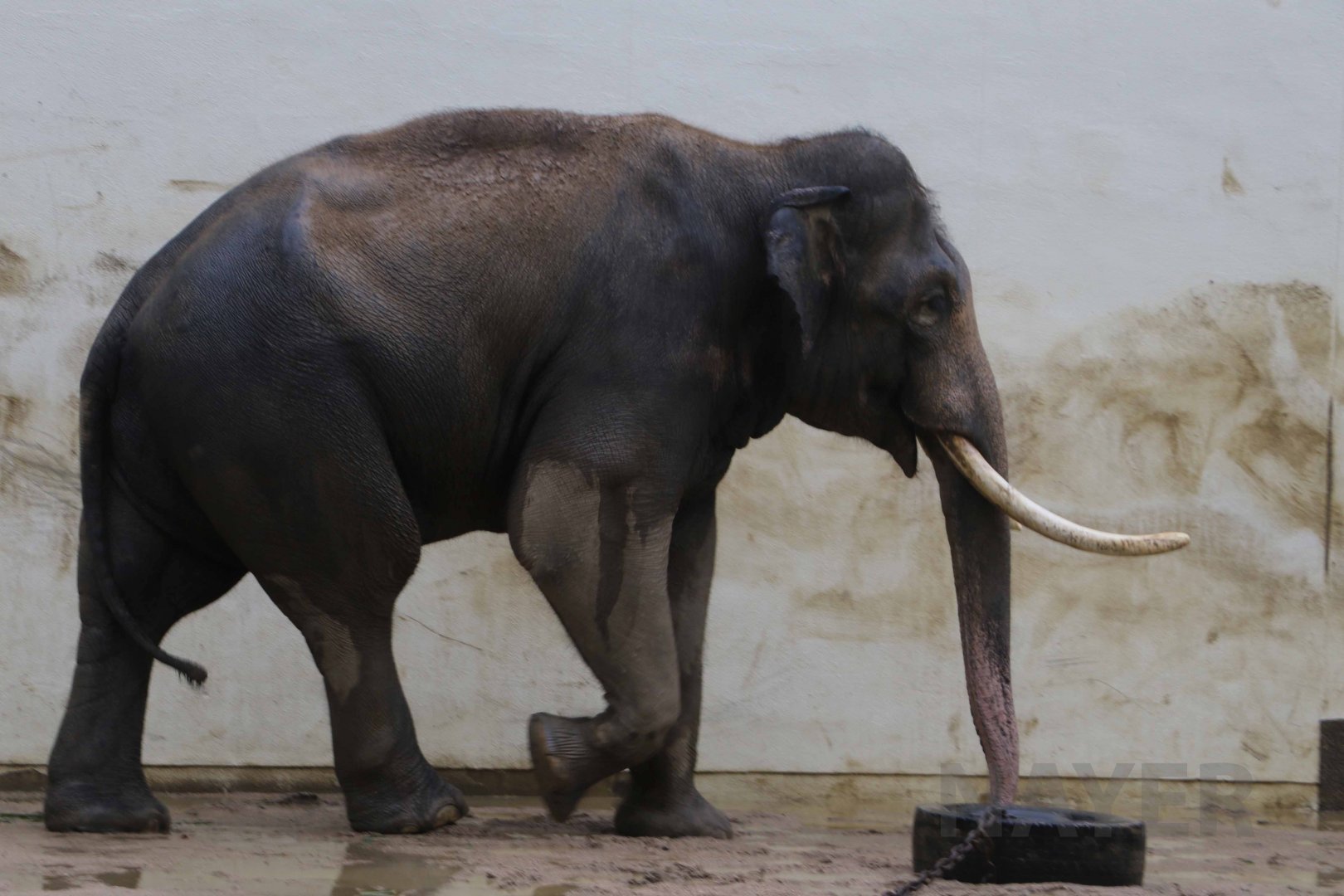 Asian elephant, October 2017