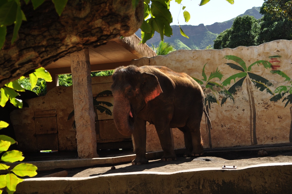 Asian Elephant (old exhibit)