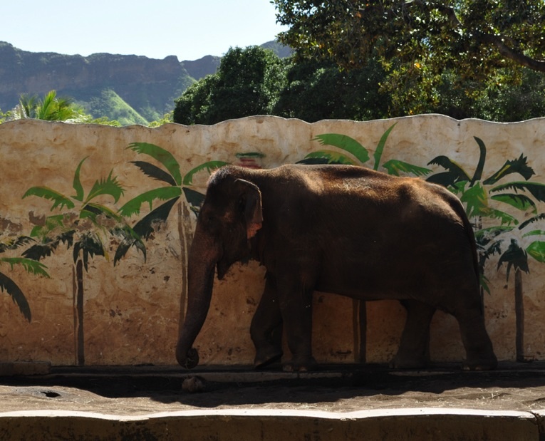 Asian Elephant (old exhibit)
