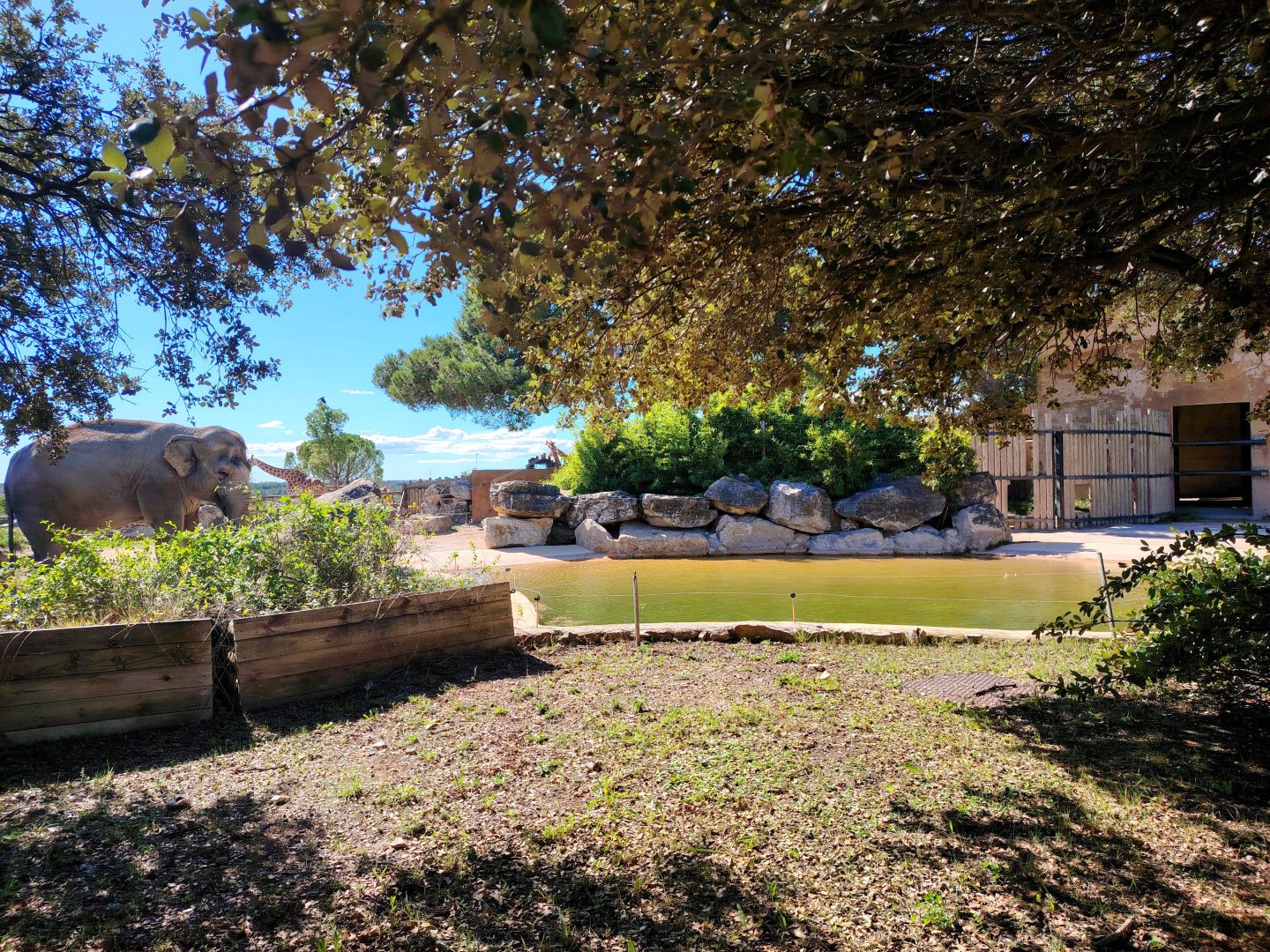 Asian Elephant old Exhibit