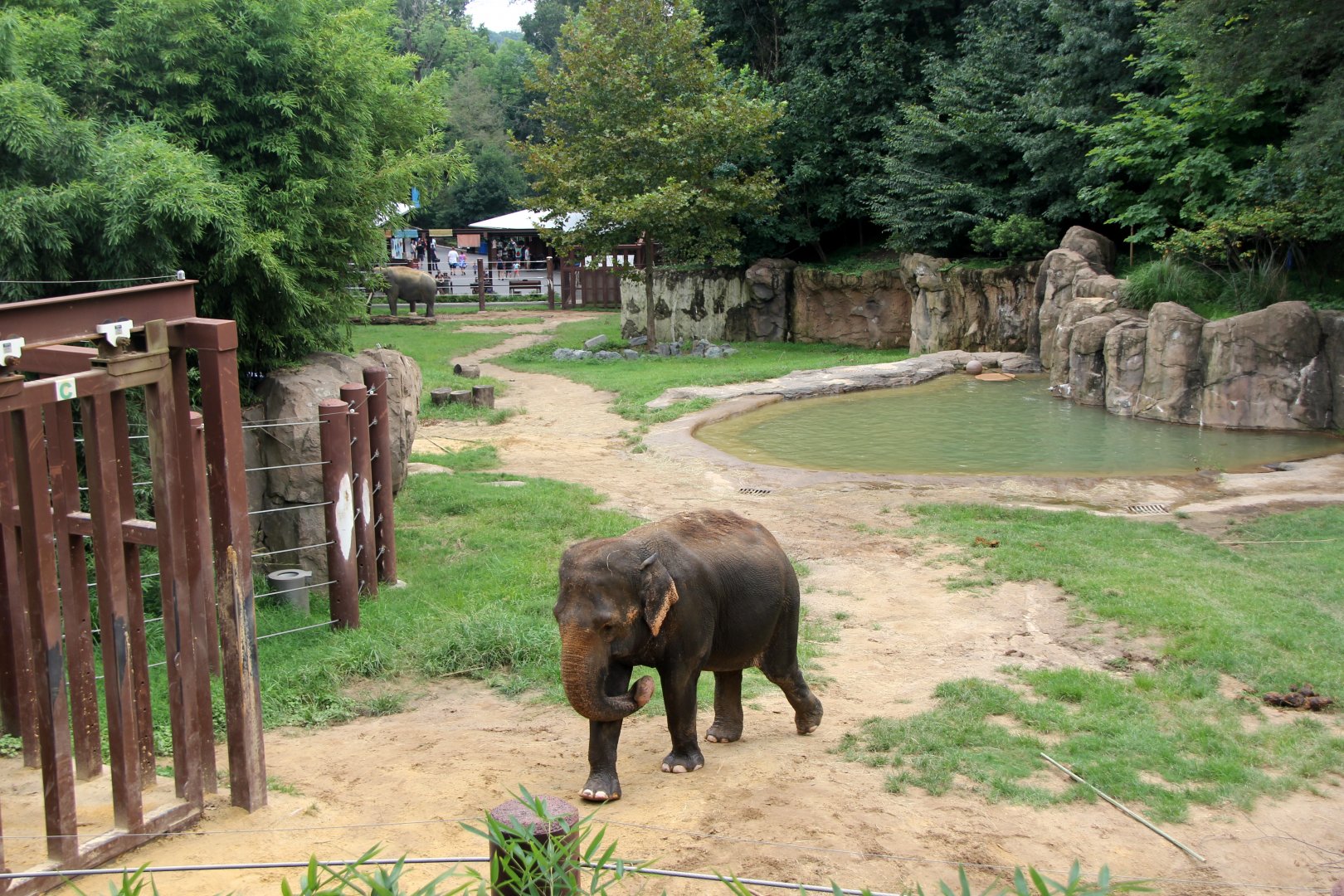Asian elephant, or Asiatic elephant (Elephas maximus) exhibit