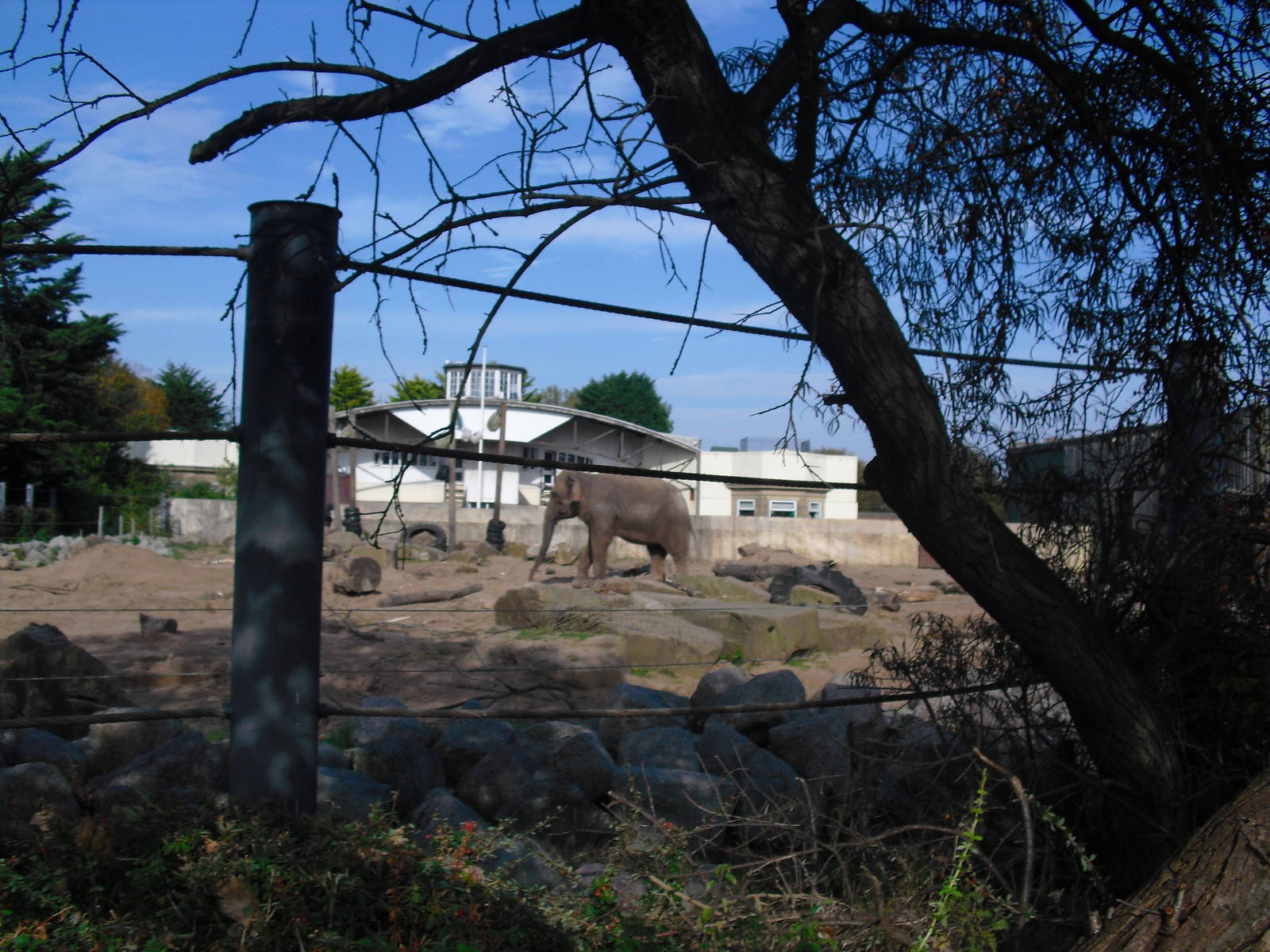 Asian Elephant Outdoor Enclosure - 01/10/2011