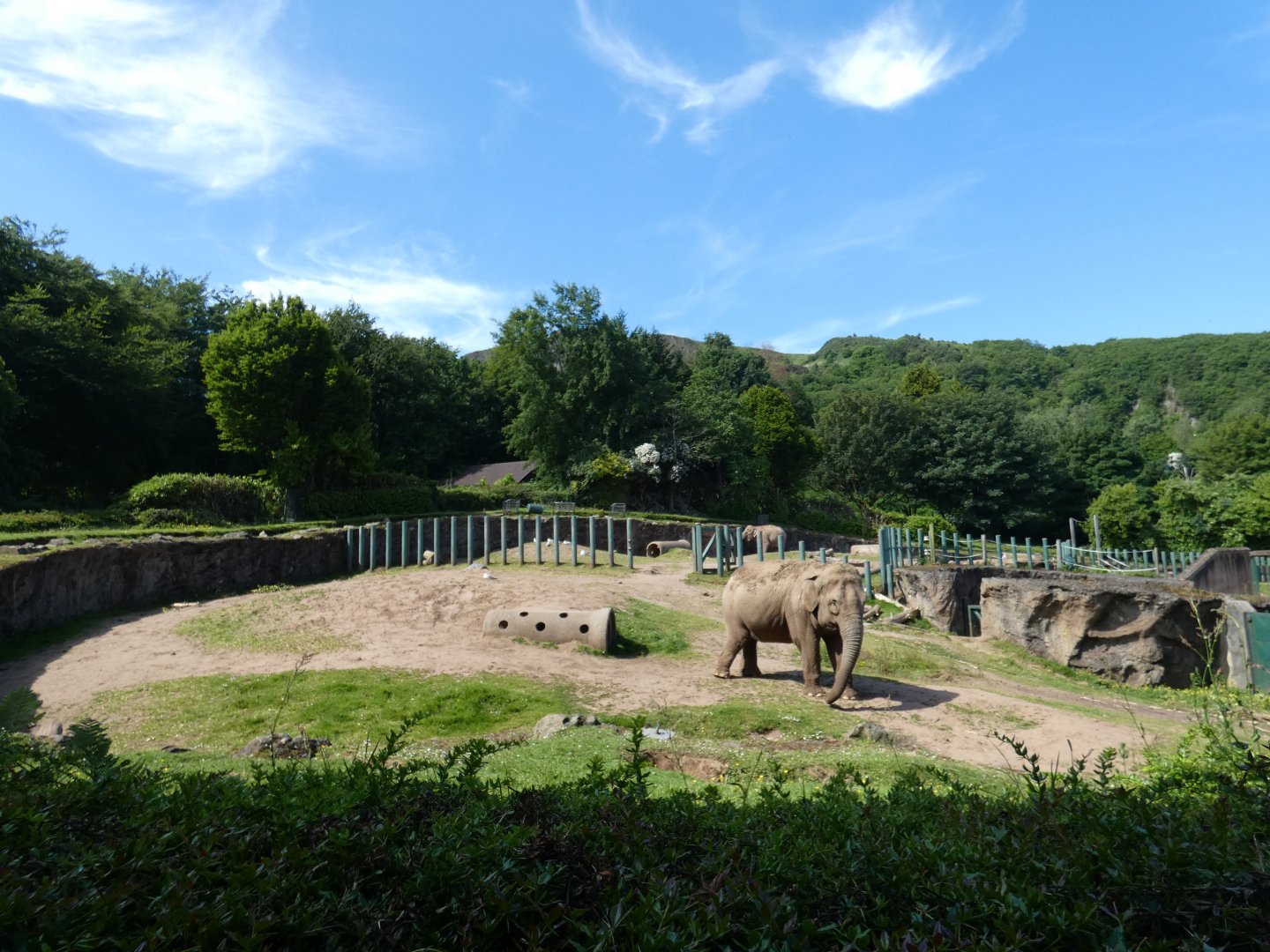 Asian elephant outdoor enclosure (2)