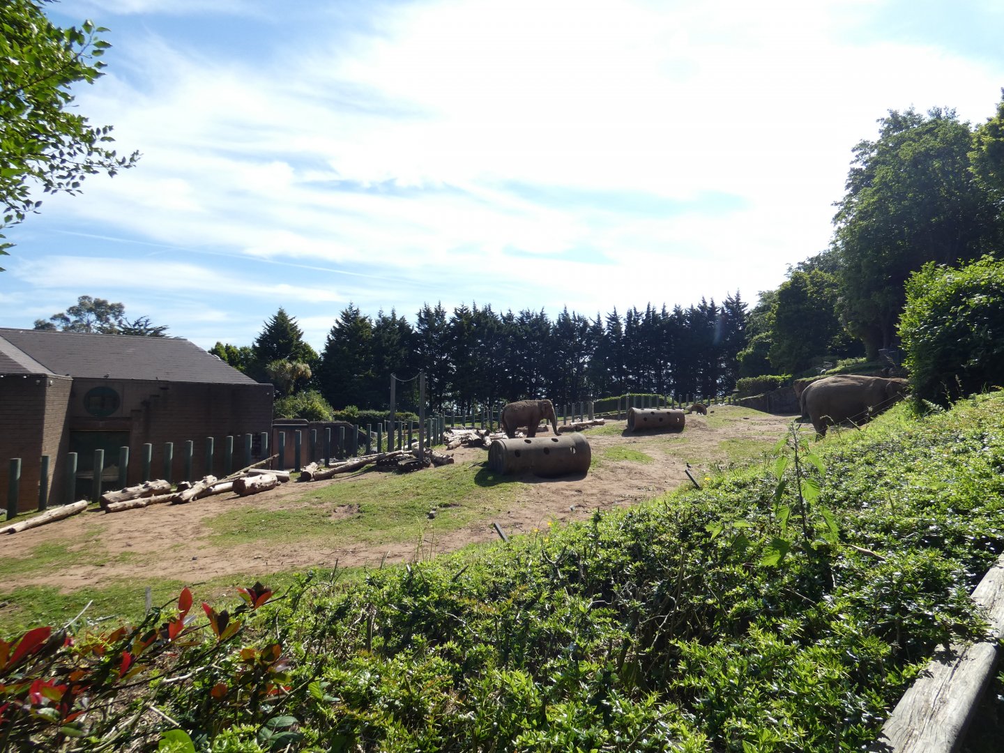 Asian elephant outdoor enclosure
