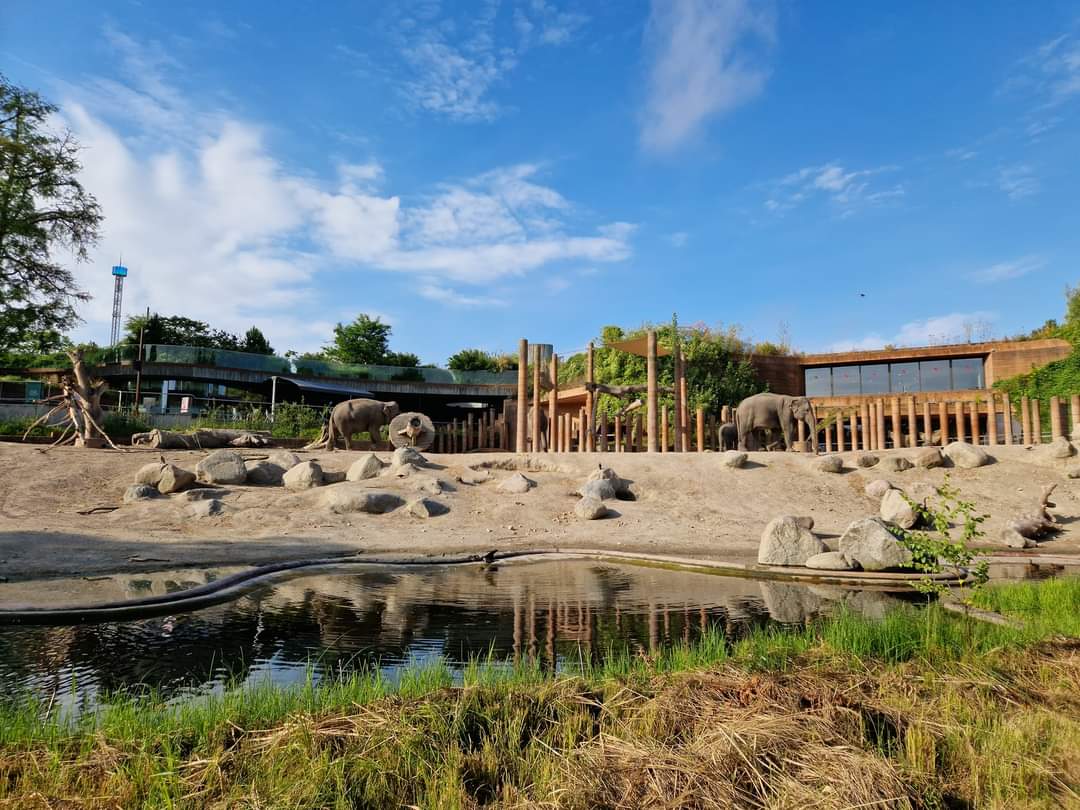 Asian Elephant outdoor exhibit, visible from outside the zoo.