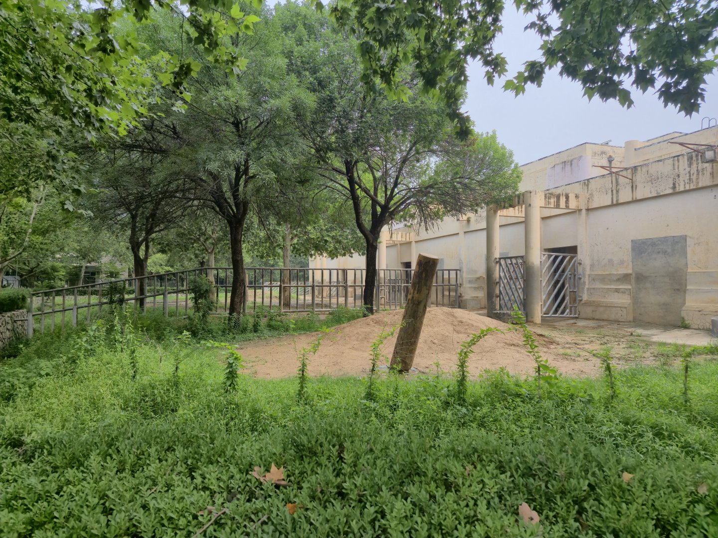 Asian Elephant outdoor exhibit