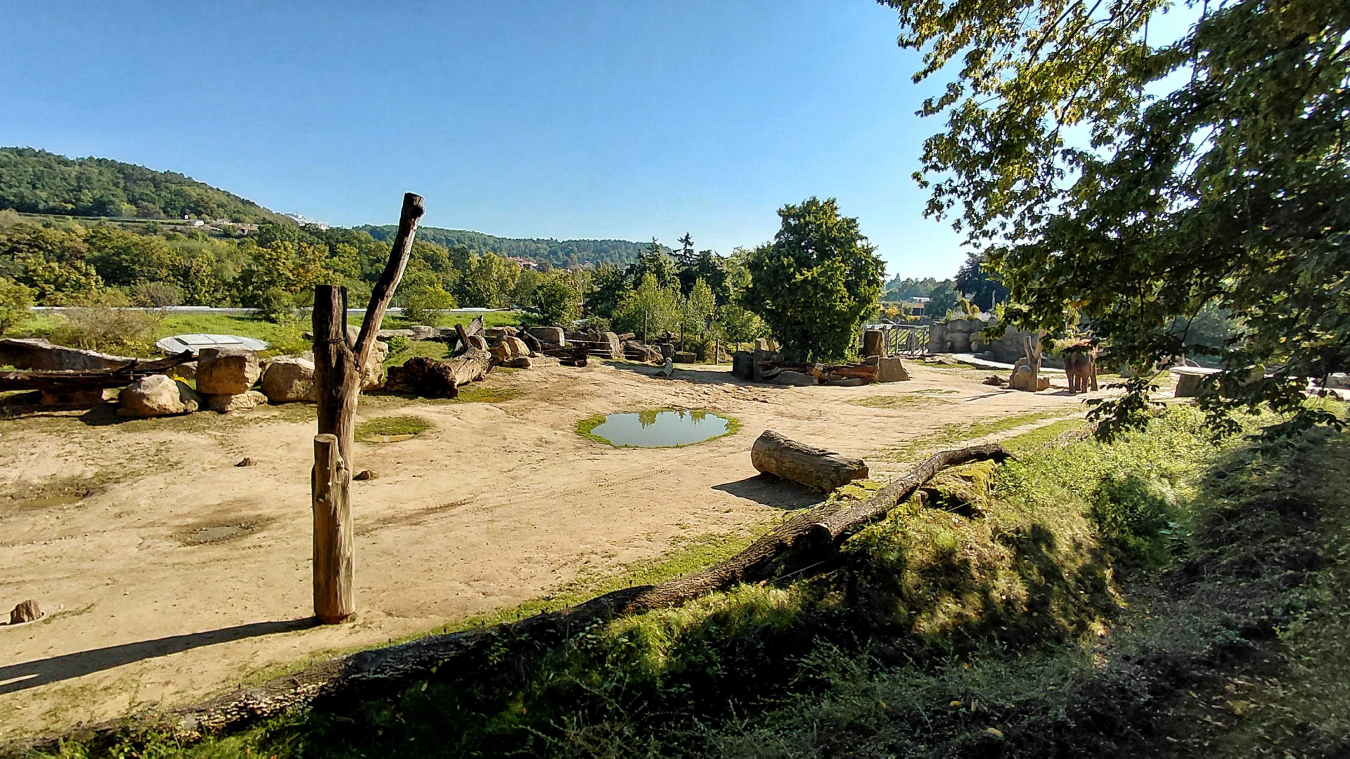 Asian elephant outdoor exhibit