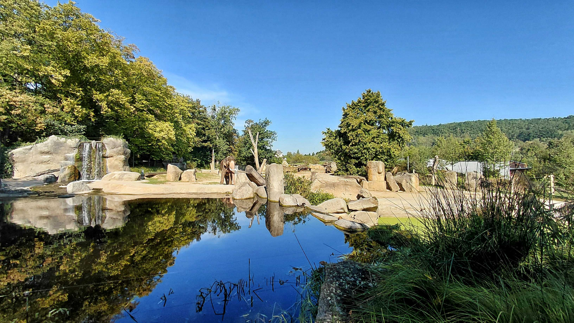 Asian elephant outdoor exhibit