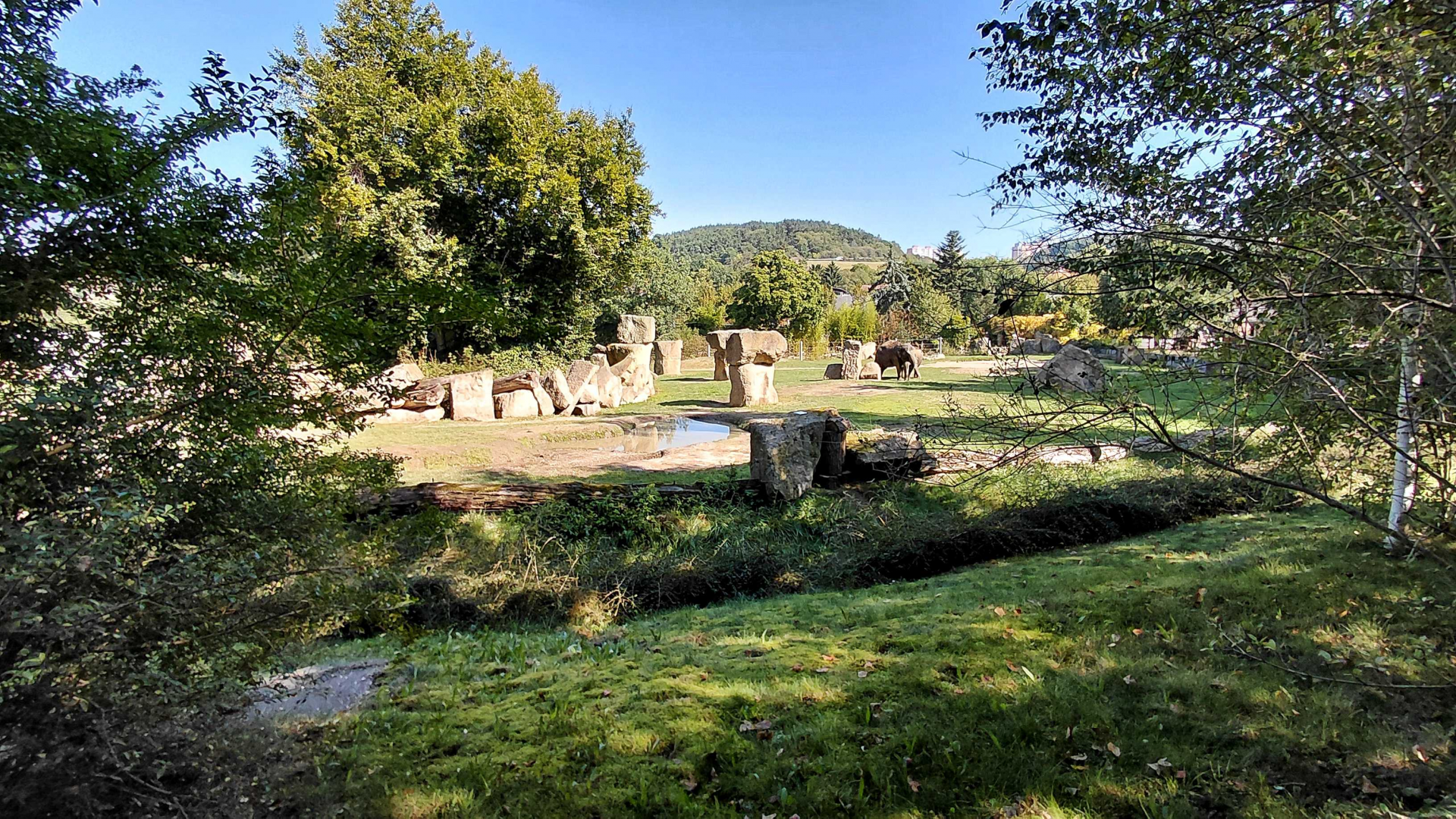 Asian elephant outdoor exhibit