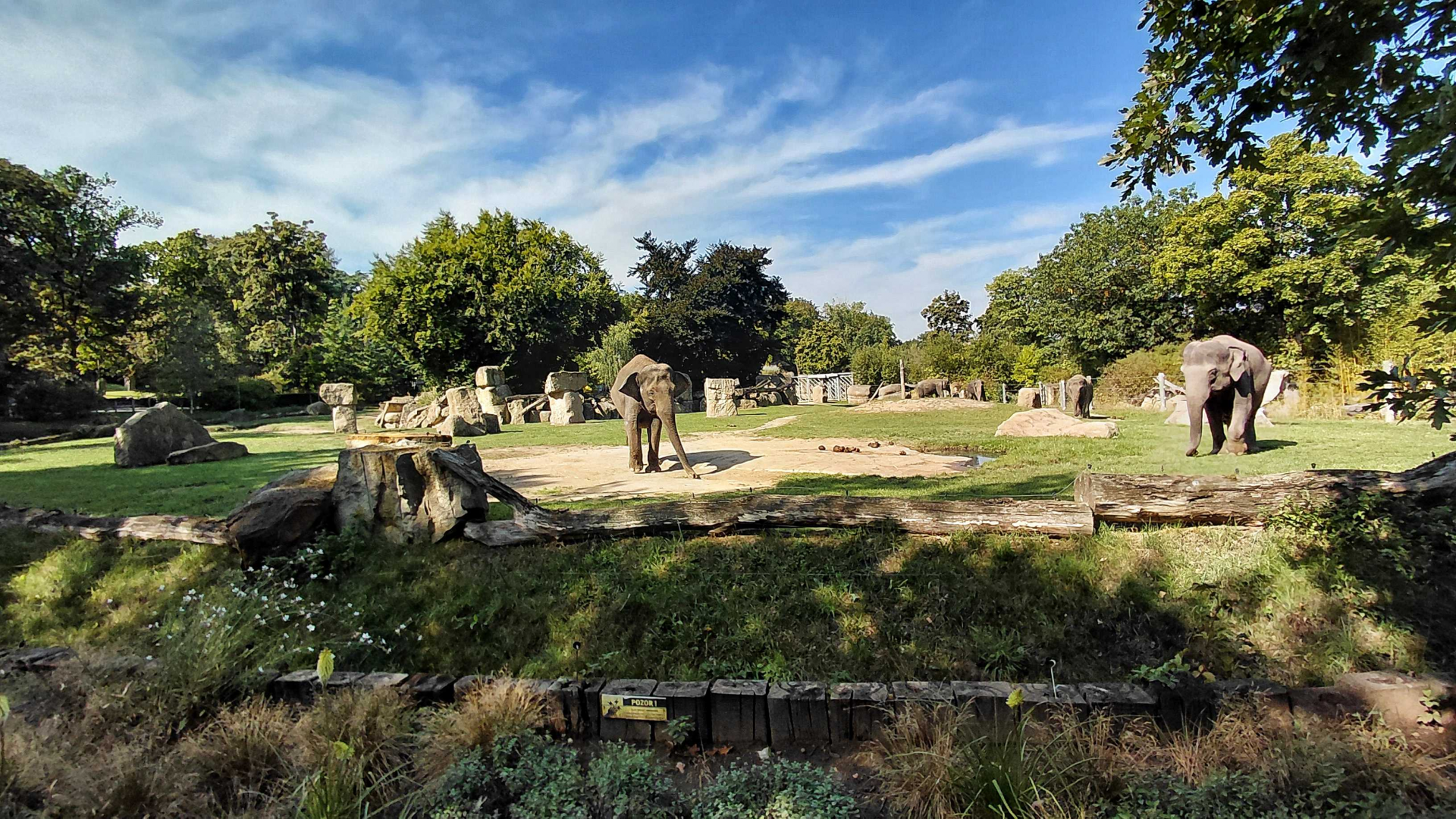 Asian elephant outdoor exhibit