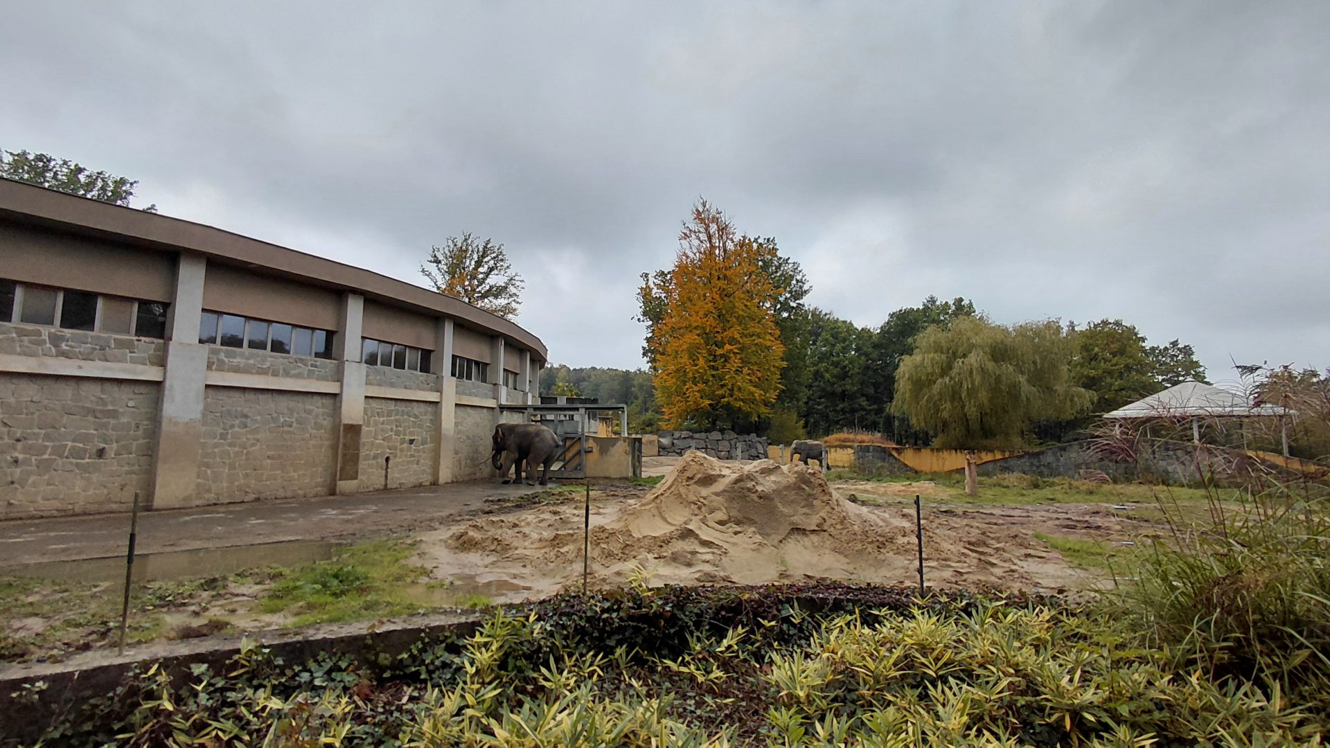 Asian elephant outdoor exhibit