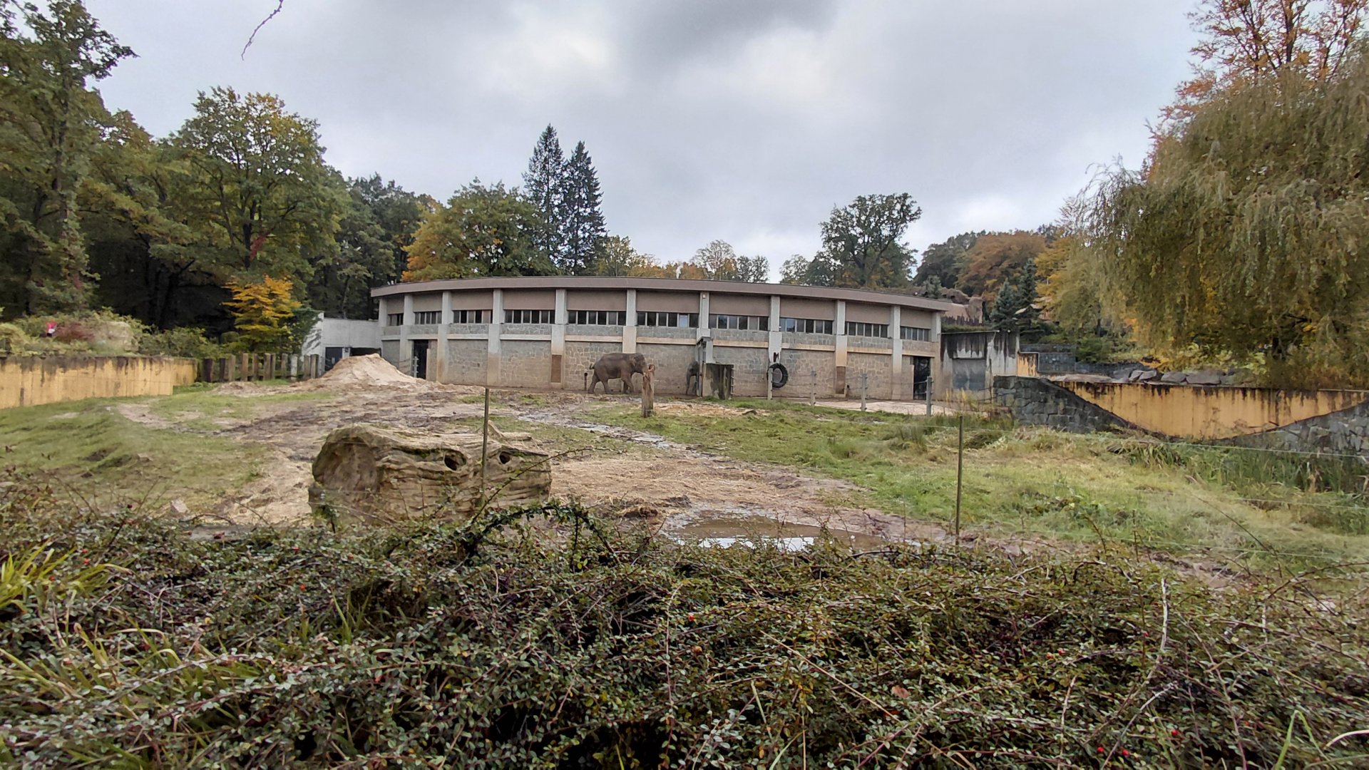 Asian elephant outdoor exhibit
