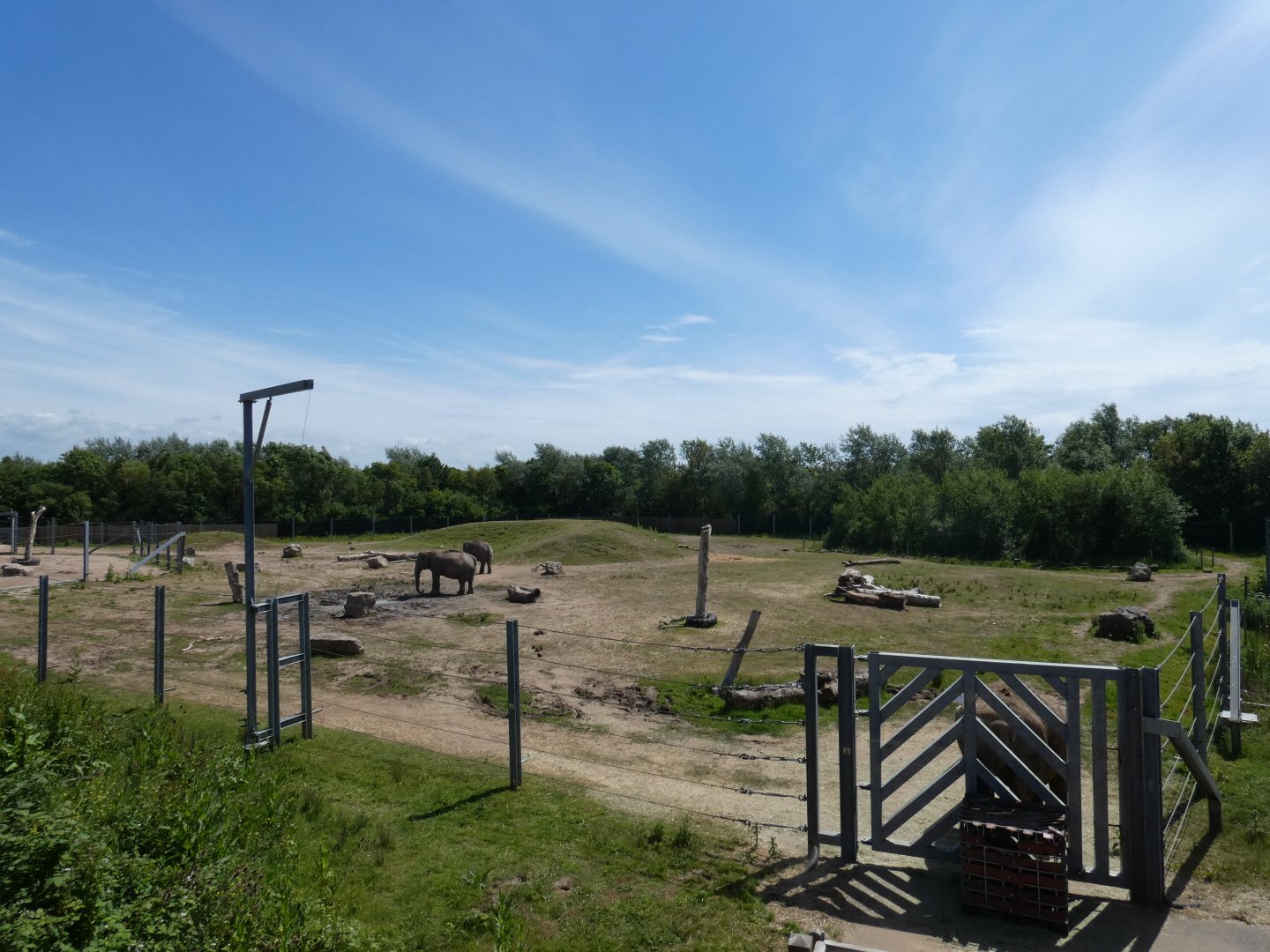 Asian elephant outdoor paddock