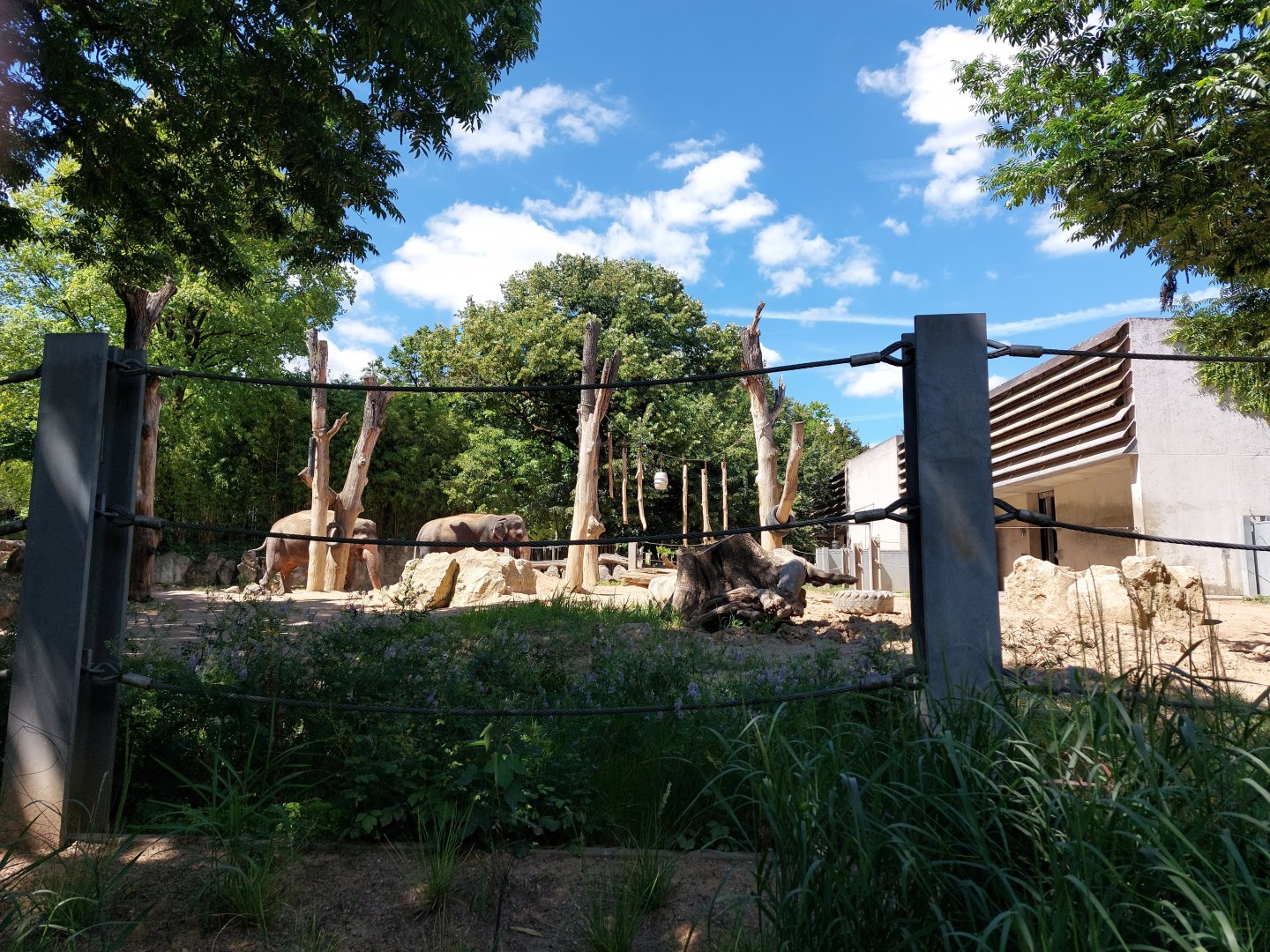 Asian elephant outdoord