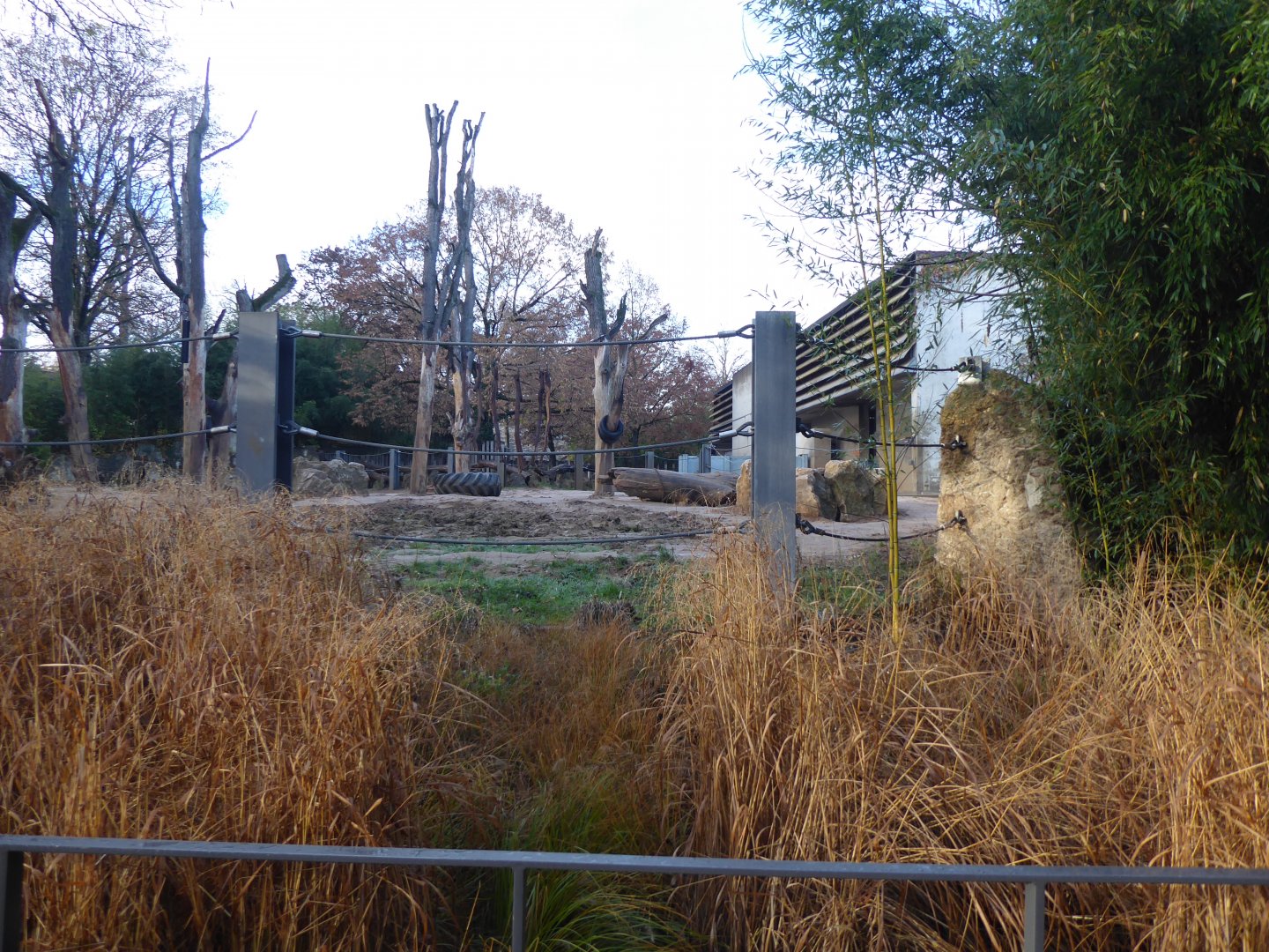 Asian elephant outdoors 011218