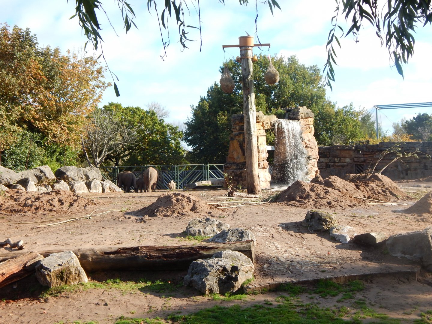 Asian elephant outdoors 081020