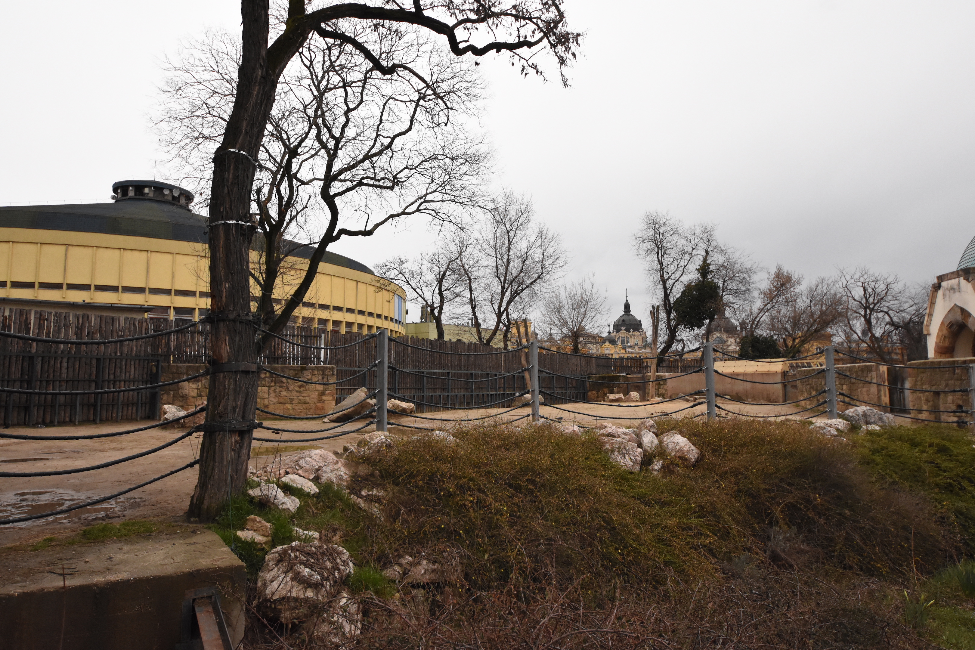 Asian elephant outdoors