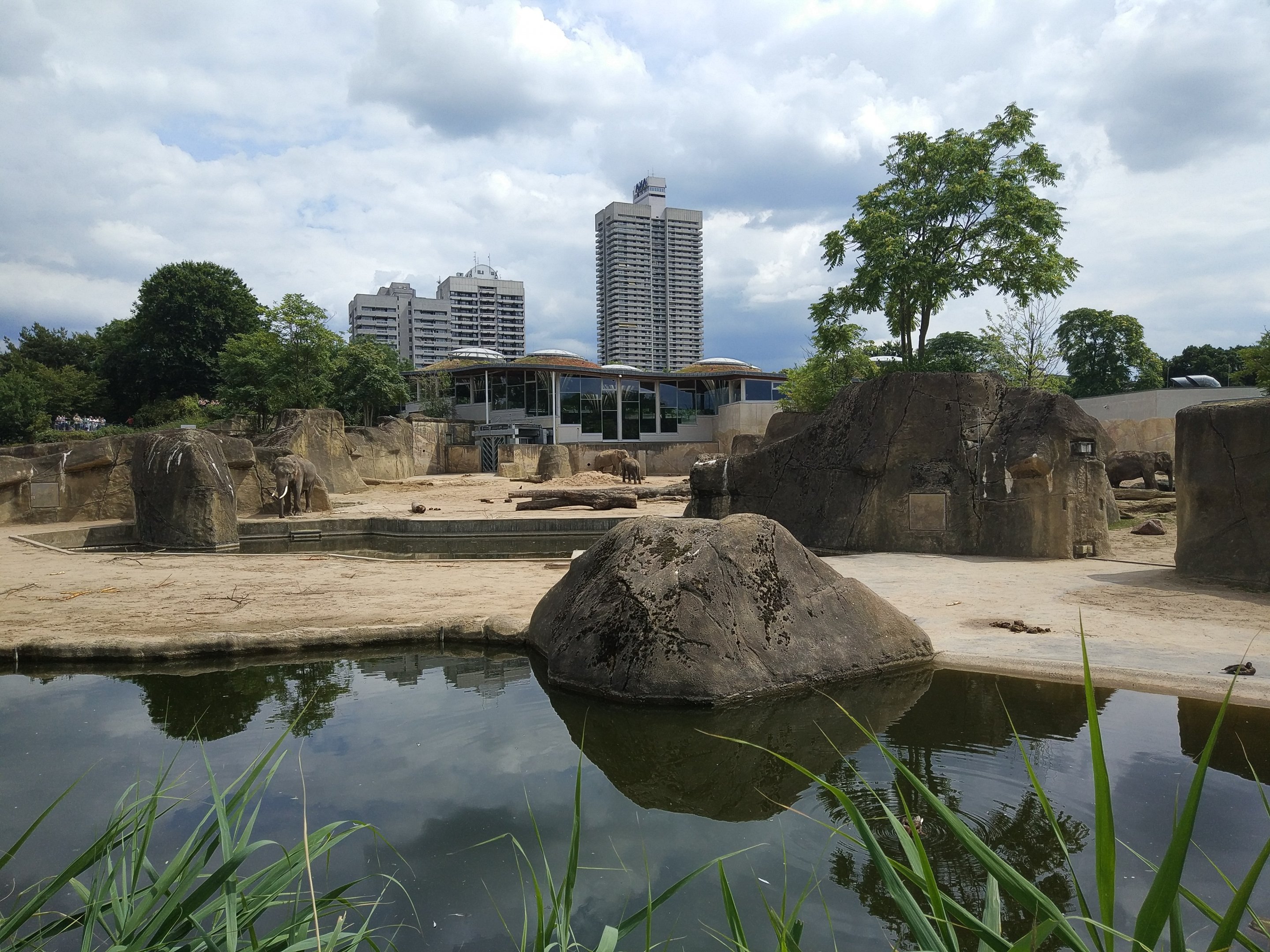 Asian Elephant Outdoors