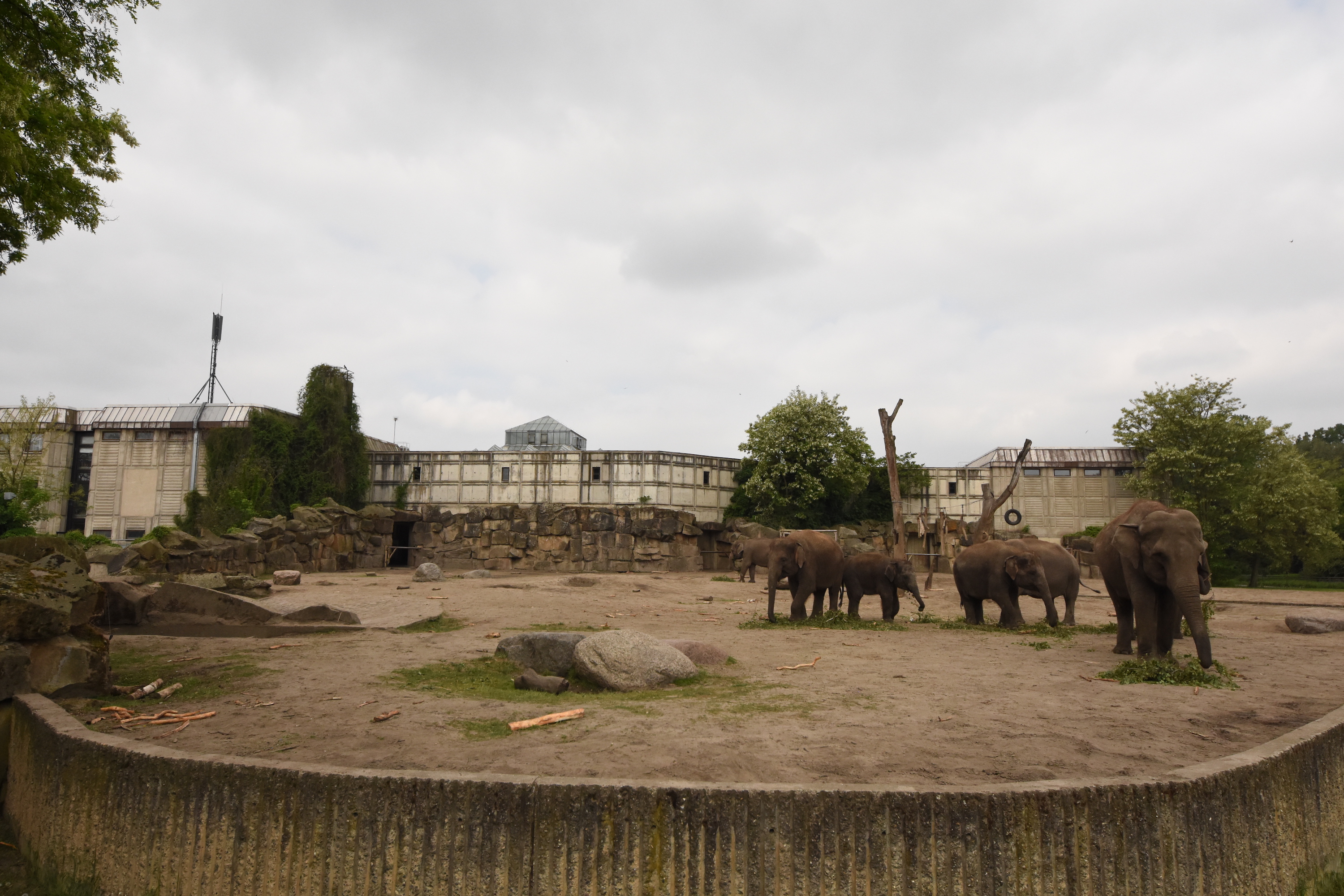 Asian elephant outdoors