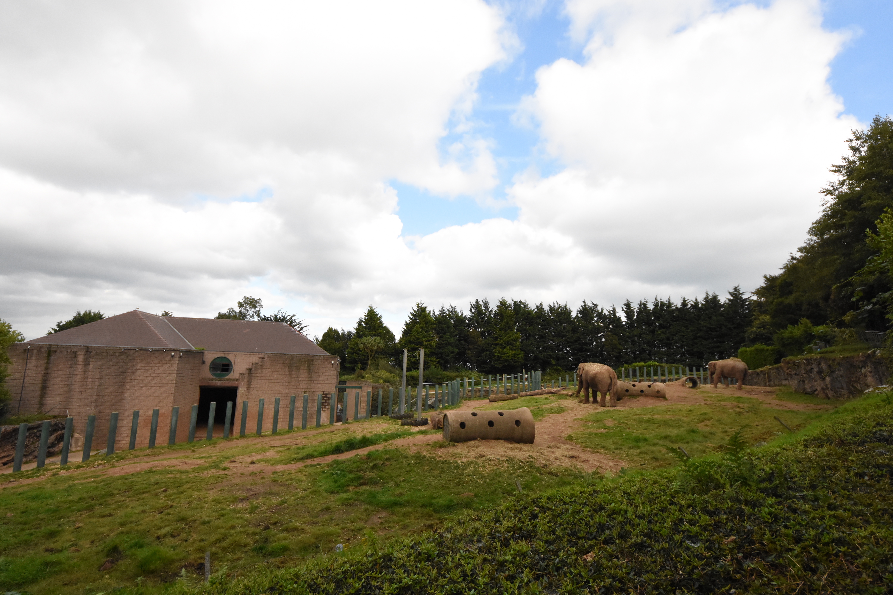 Asian elephant outdoors