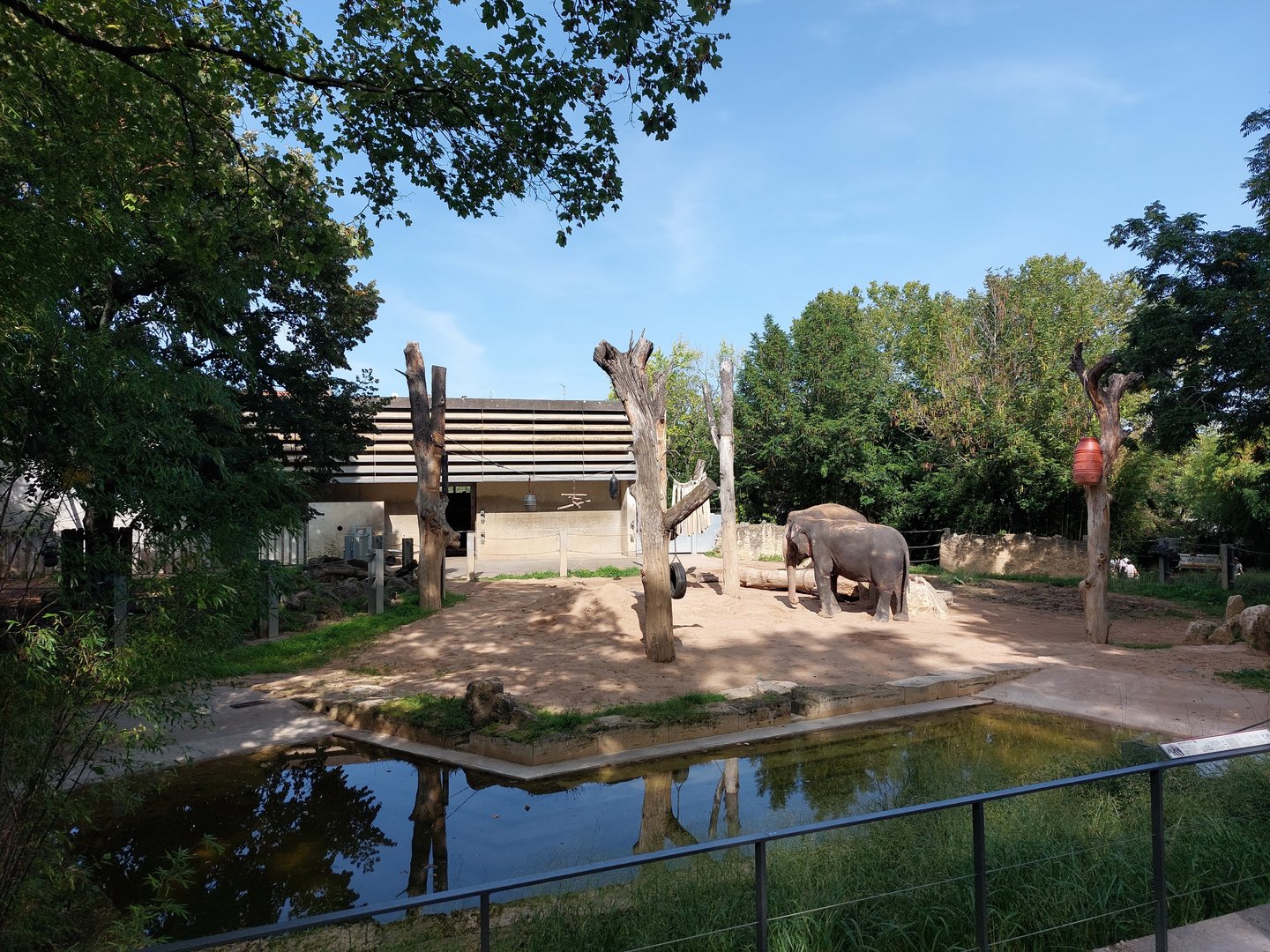 Asian elephant outdoors
