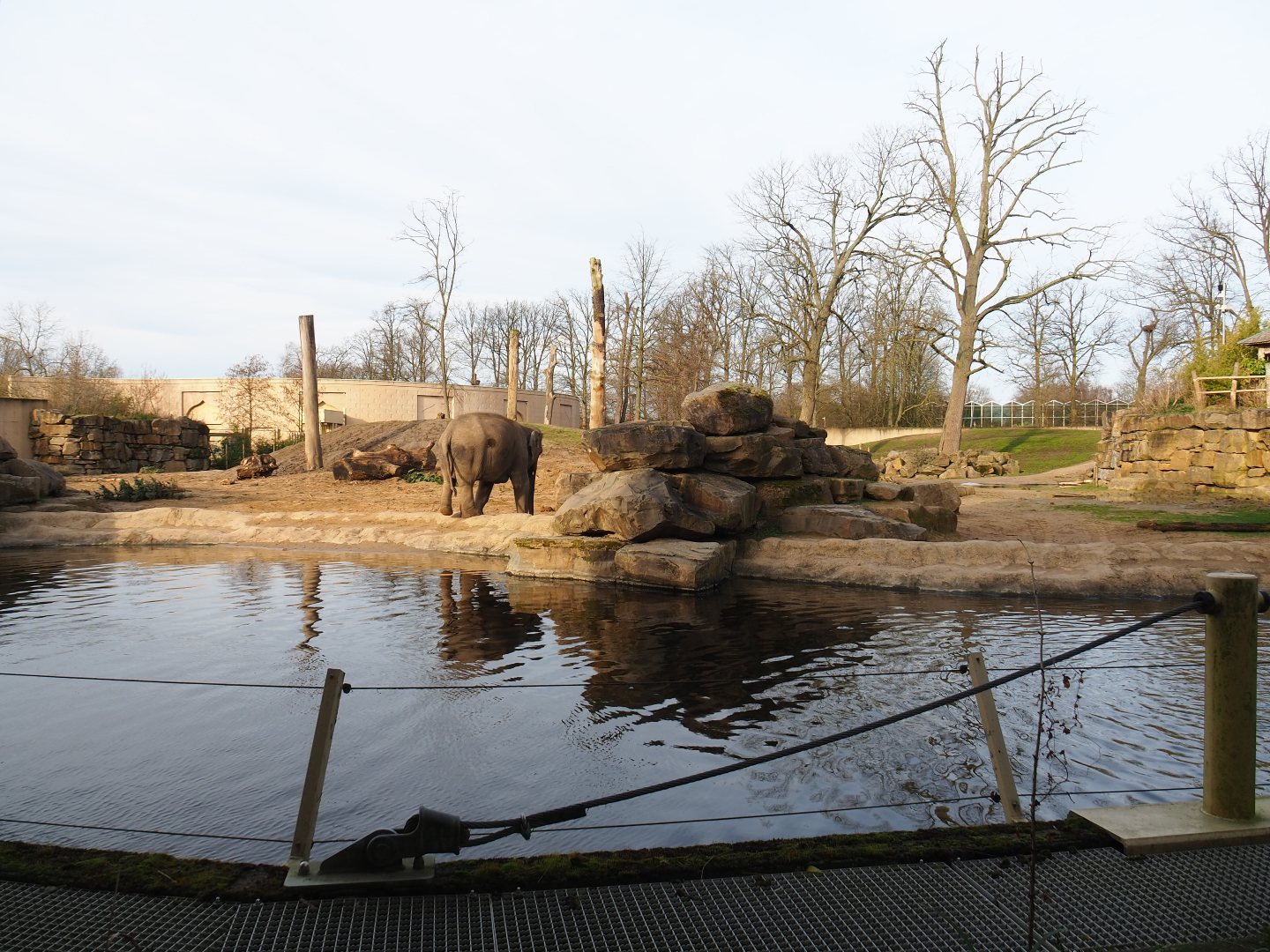Asian elephant paddock, 2020-01-11