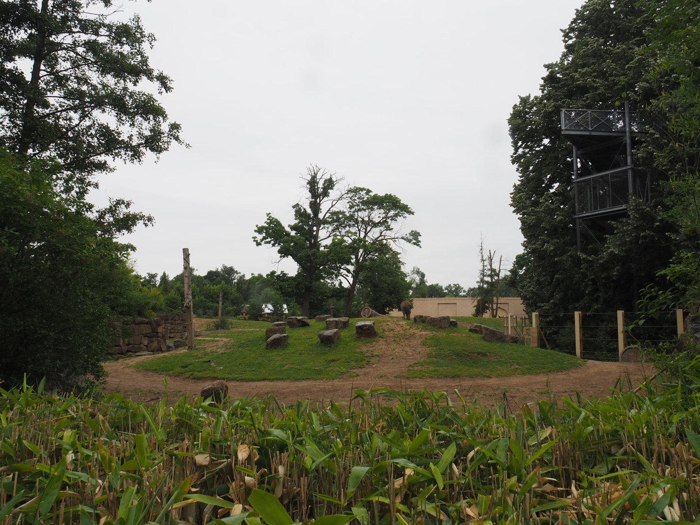 Asian elephant paddock, 2020-07-14