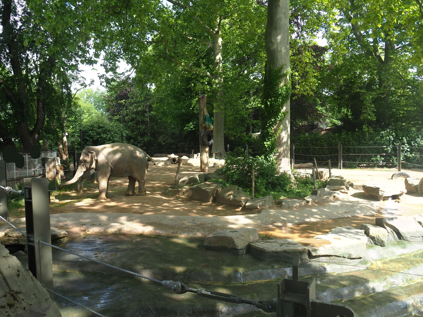 Asian elephant paddock, 2022-05-26