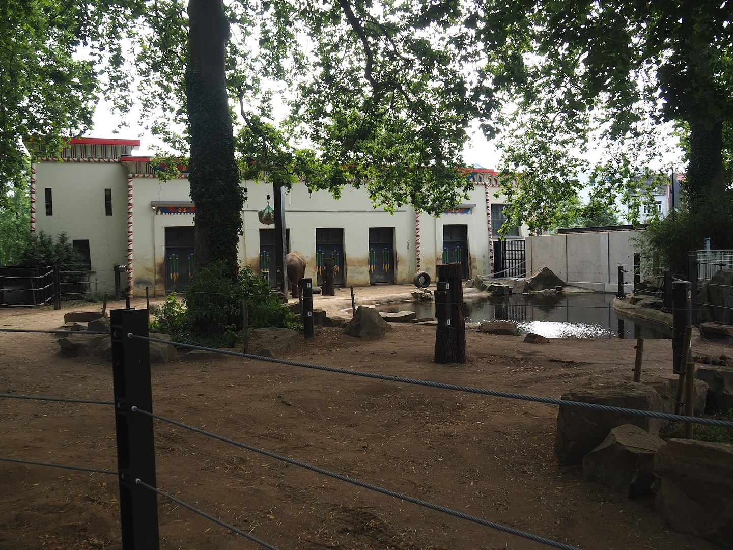 Asian elephant paddock, 2023-07-22