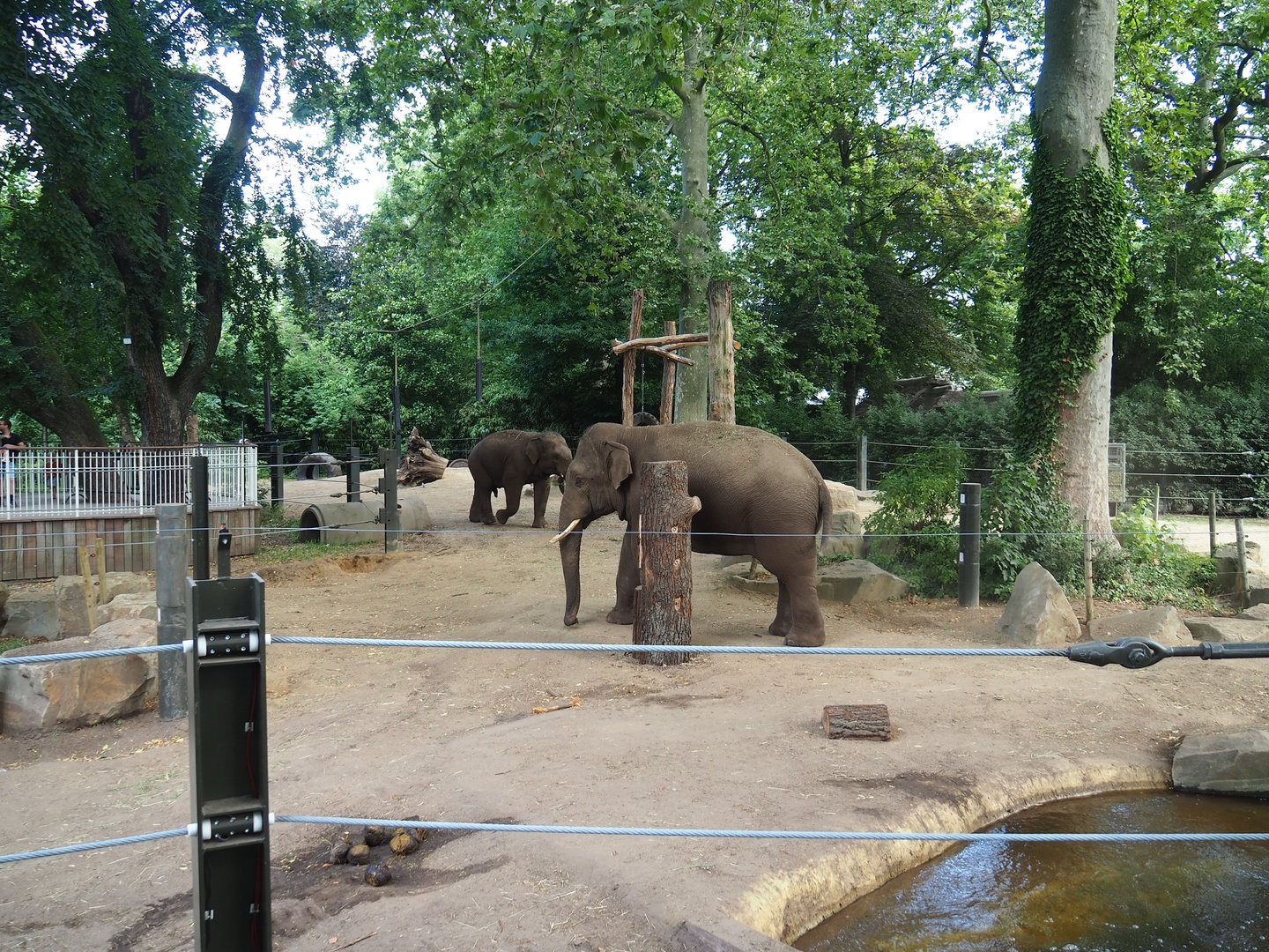 Asian elephant paddock, 2023-07-22