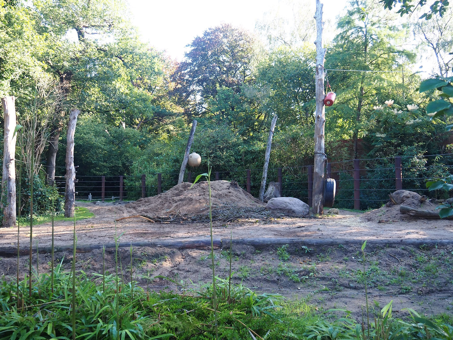 Asian elephant paddock, 2023-09-24