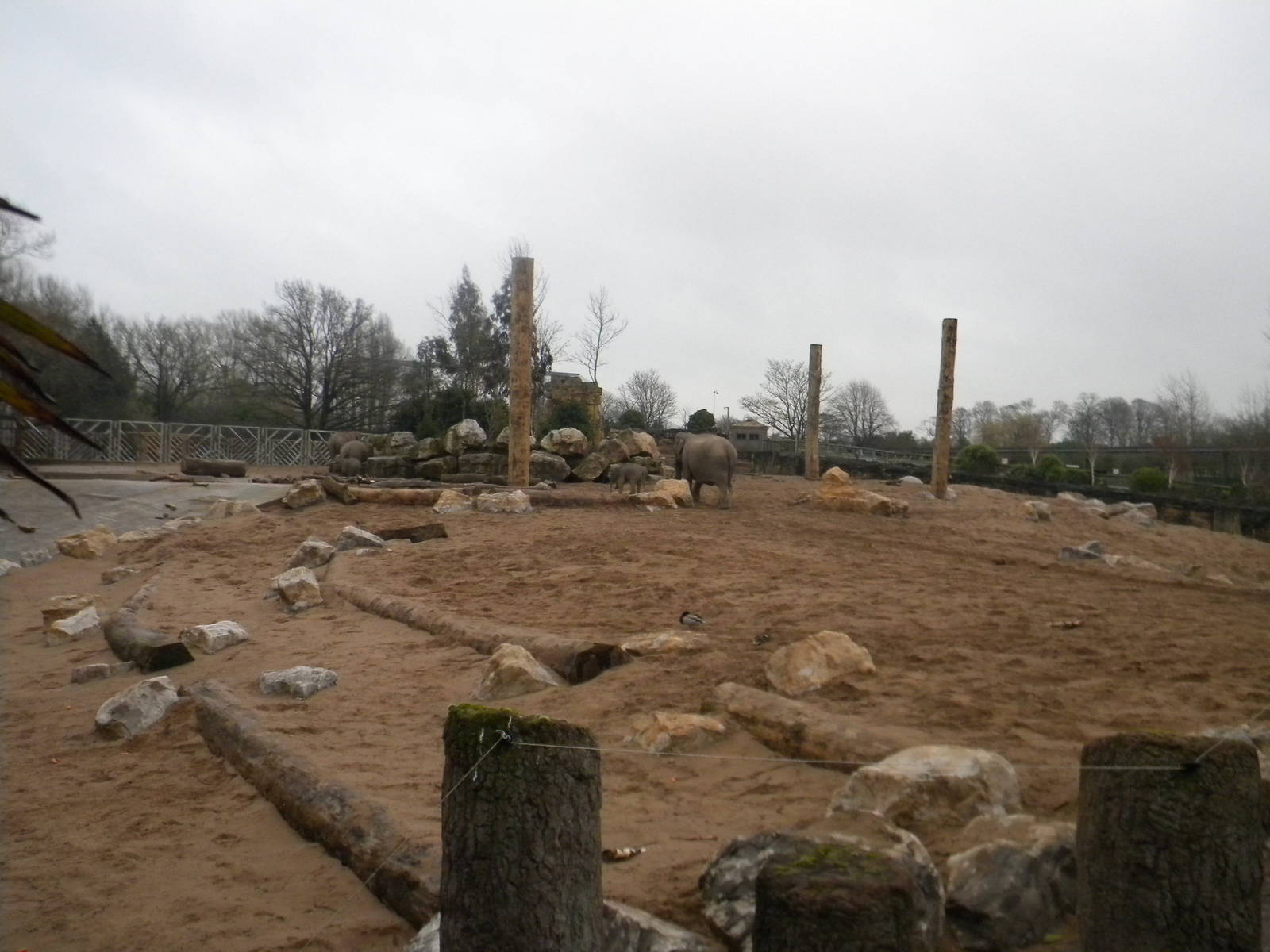 Asian Elephant Paddock at Chester Zoo 19th February 2011
