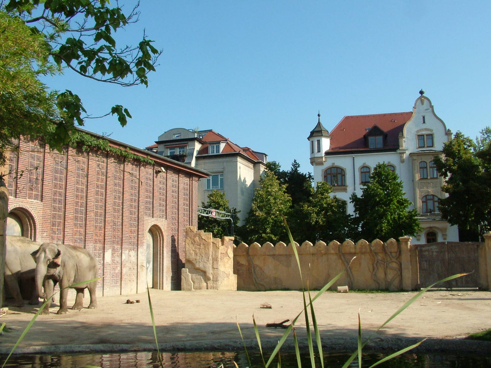 Asian Elephant Paddock at Leipzig, 02/09/11