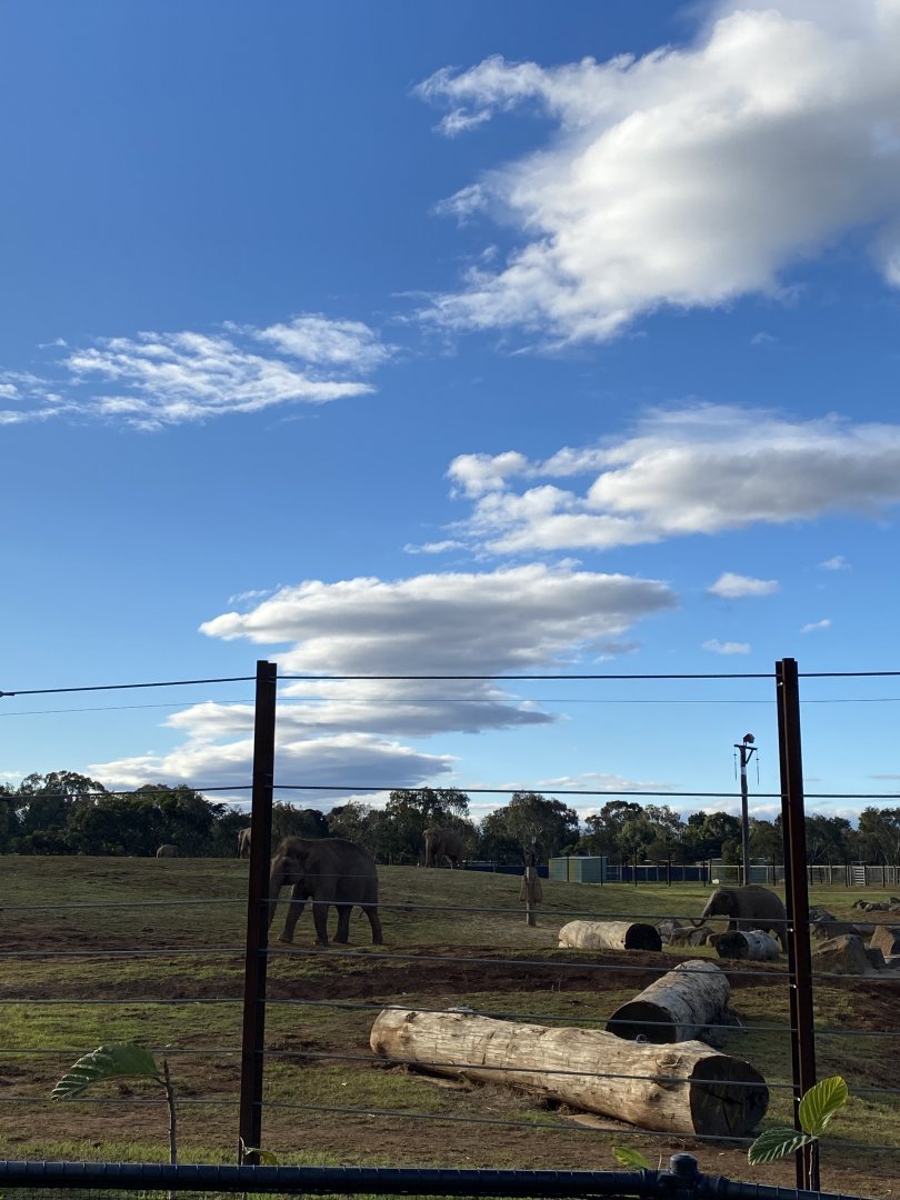 Asian Elephant Paddock Five