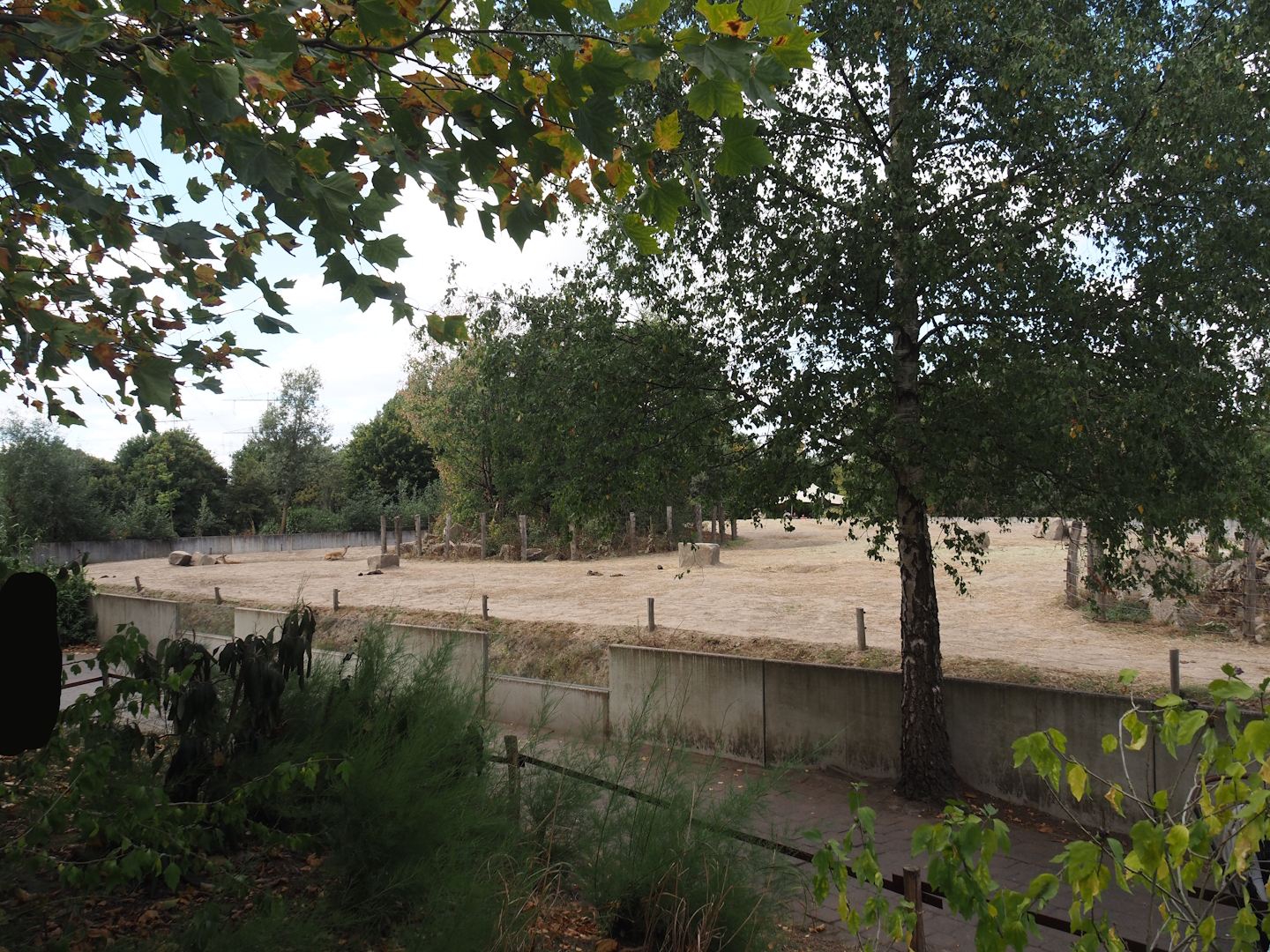 Asian elephant paddock (One of three), 2025-08-24