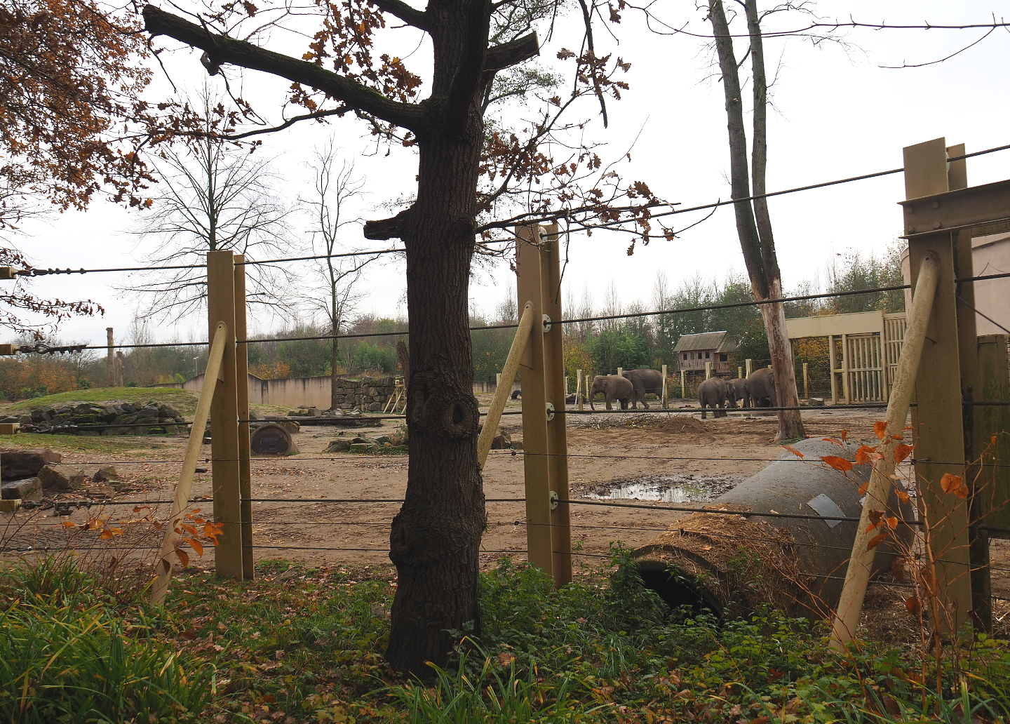 Asian elephant paddock, Seen from the viewing area near the entrance to the tree-top walk, 2021-11-23