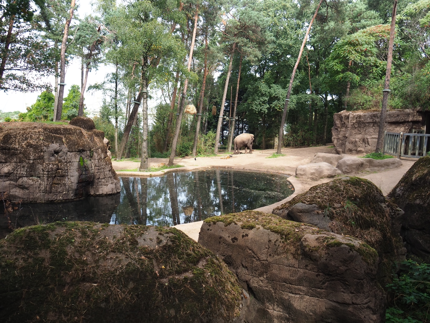 Asian elephant paddock (Sep 16th, 2018)