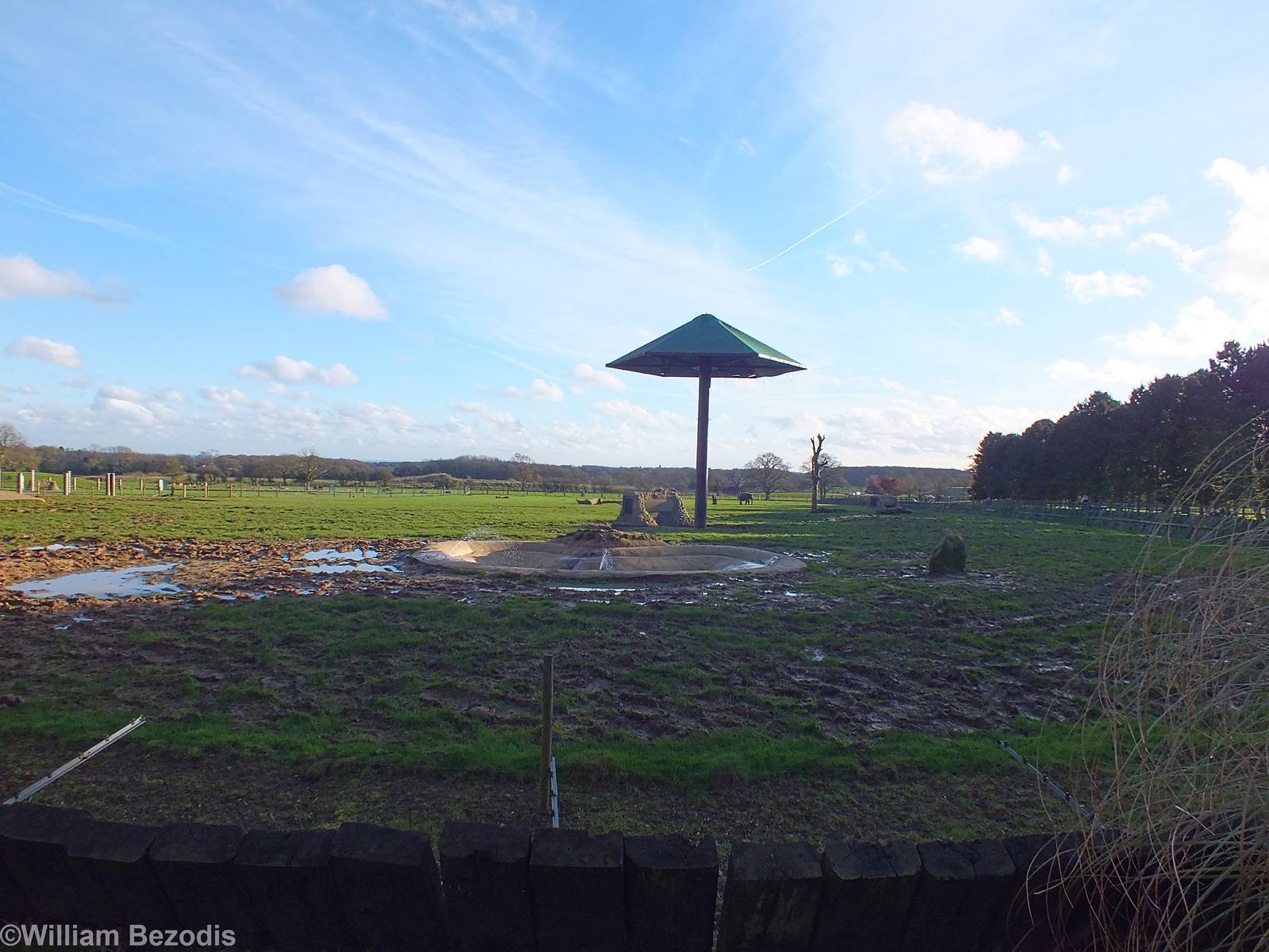 Asian Elephant Paddock