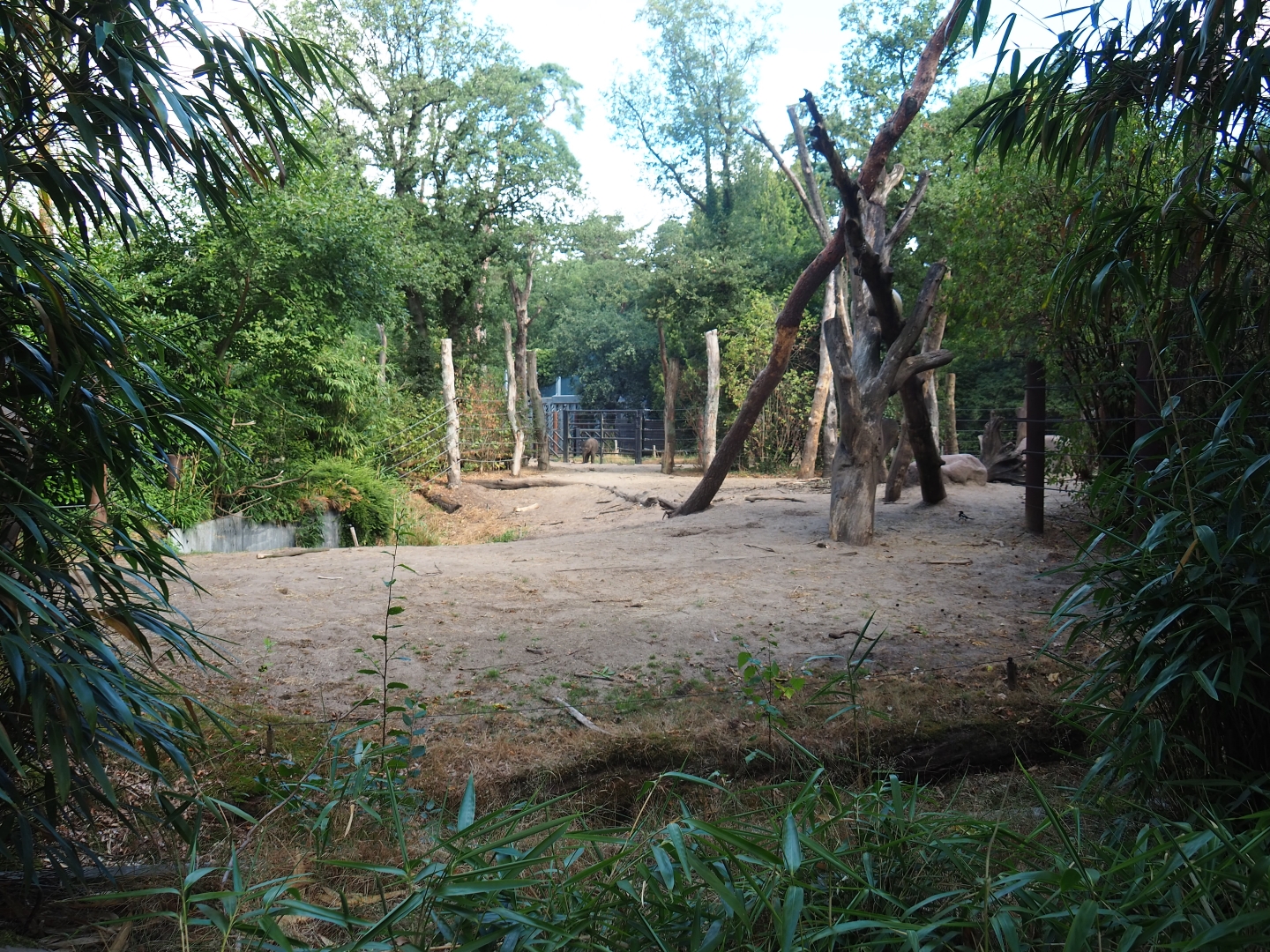 Asian elephant paddock