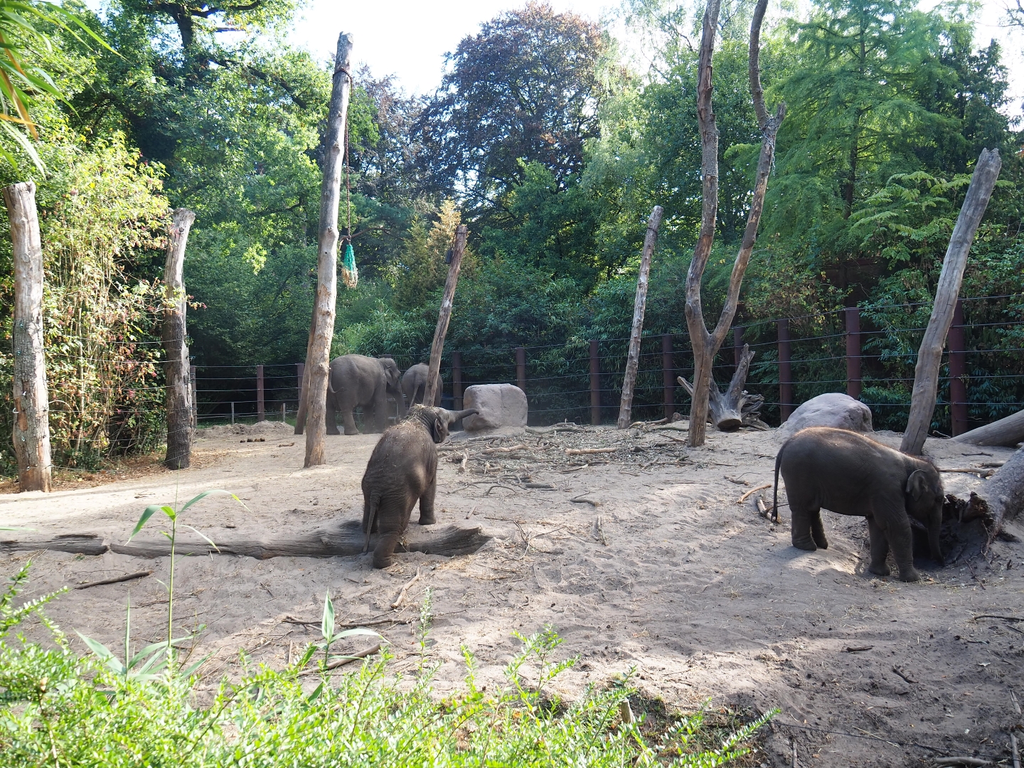 Asian elephant paddock