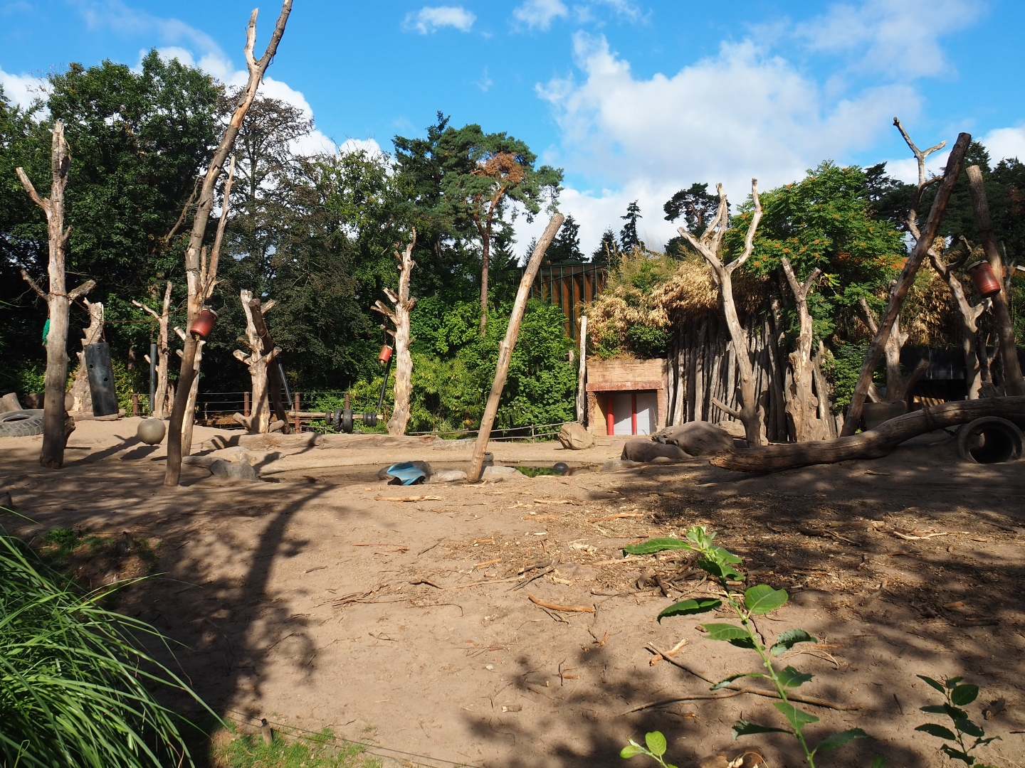 Asian elephant paddock