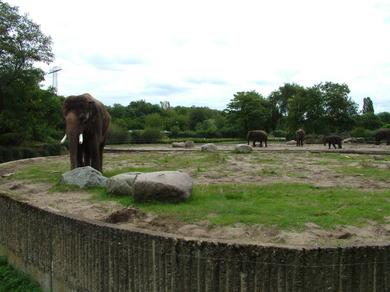 Asian Elephant Paddocks at Tierpark Berlin, 30/08/11