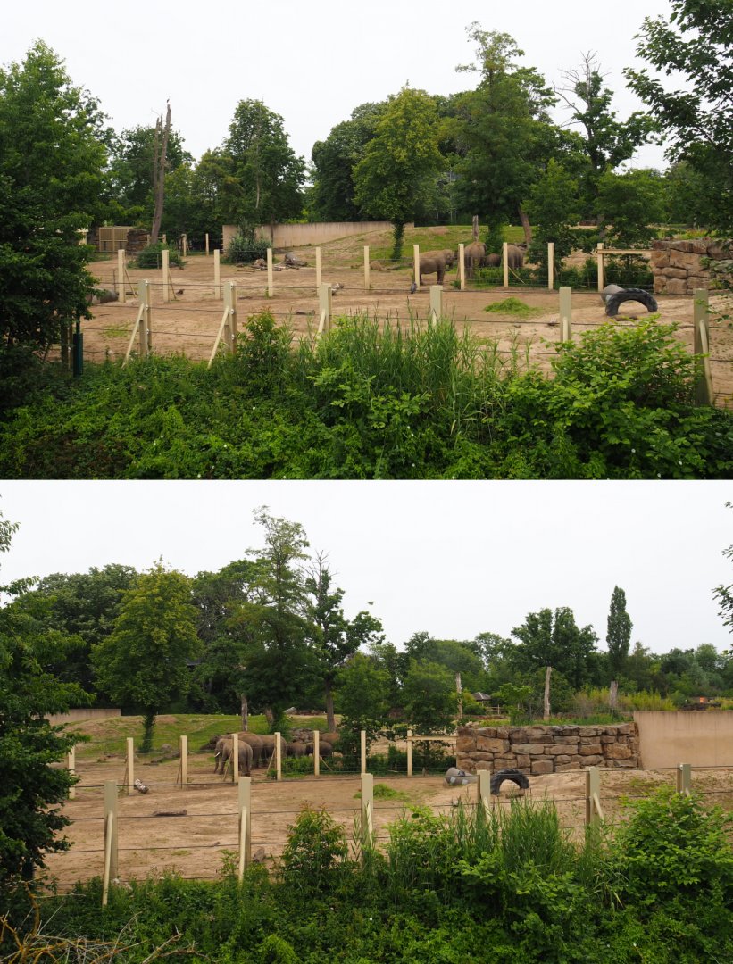 Asian elephant paddocks seen from the second viewing lodge, 2020-07-14
