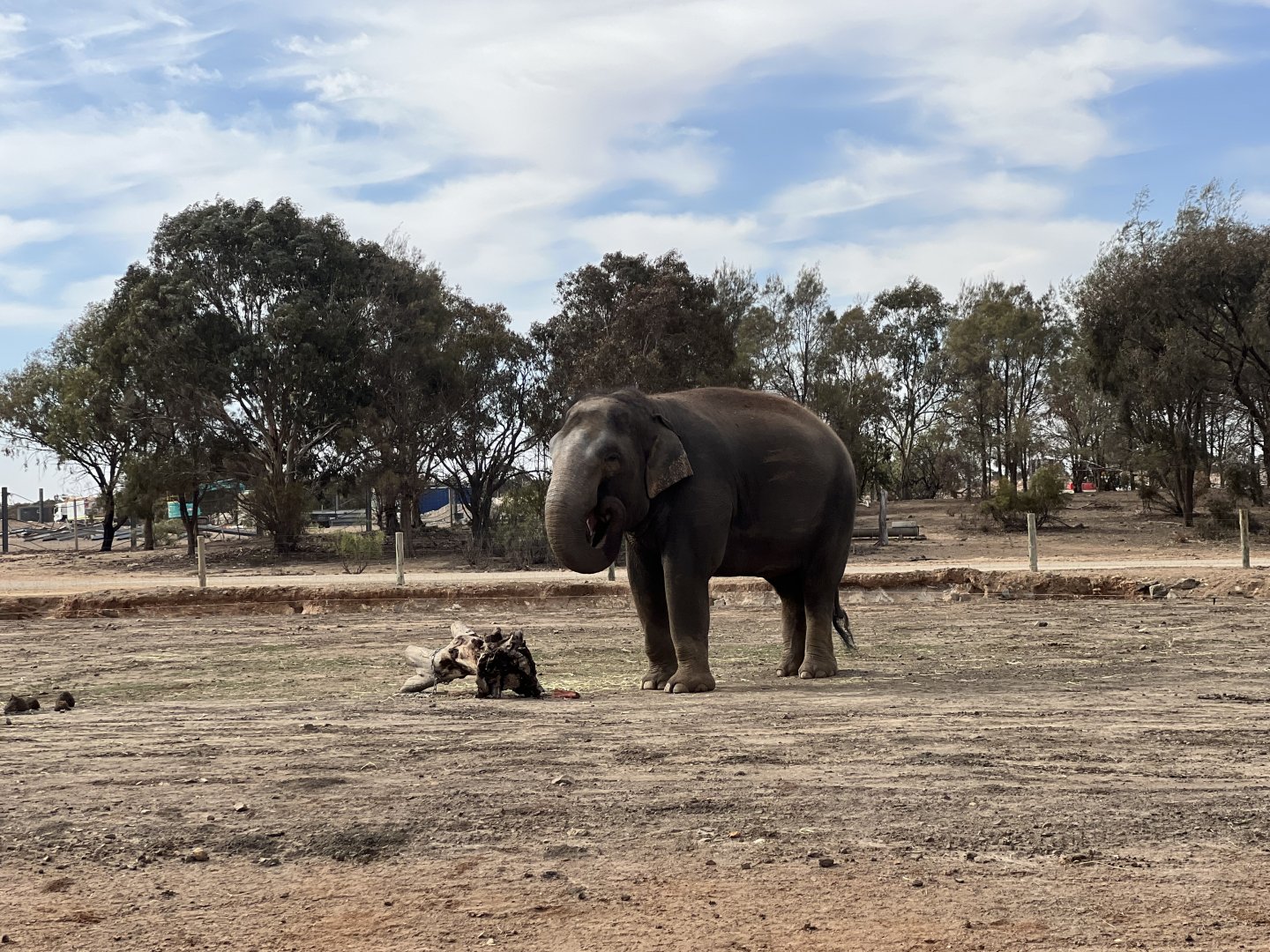 Asian Elephant ‘Pak Boon’