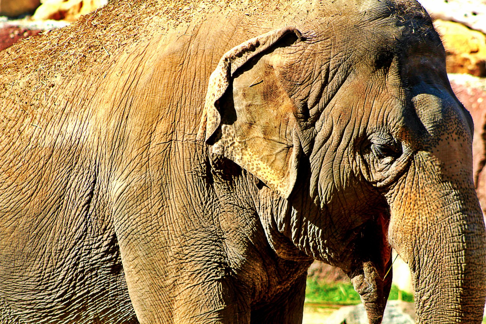 Asian Elephant - Pantopia