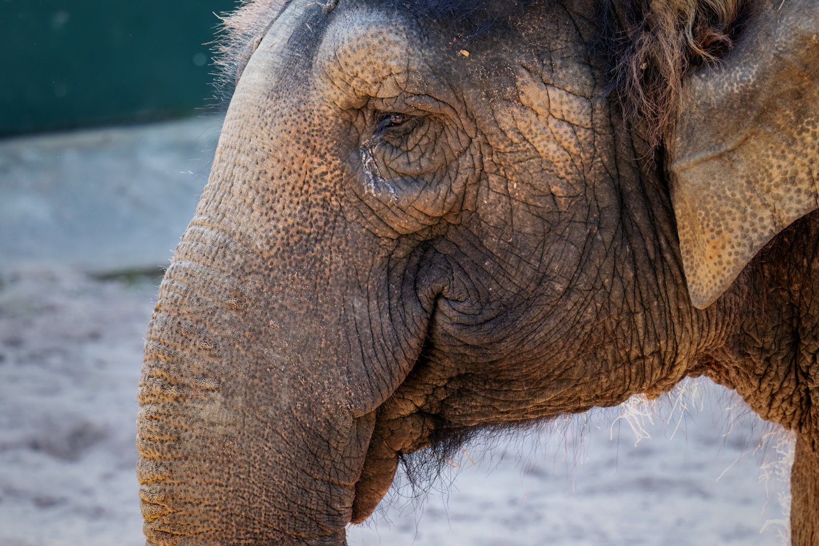 Asian elephant 'Permai'