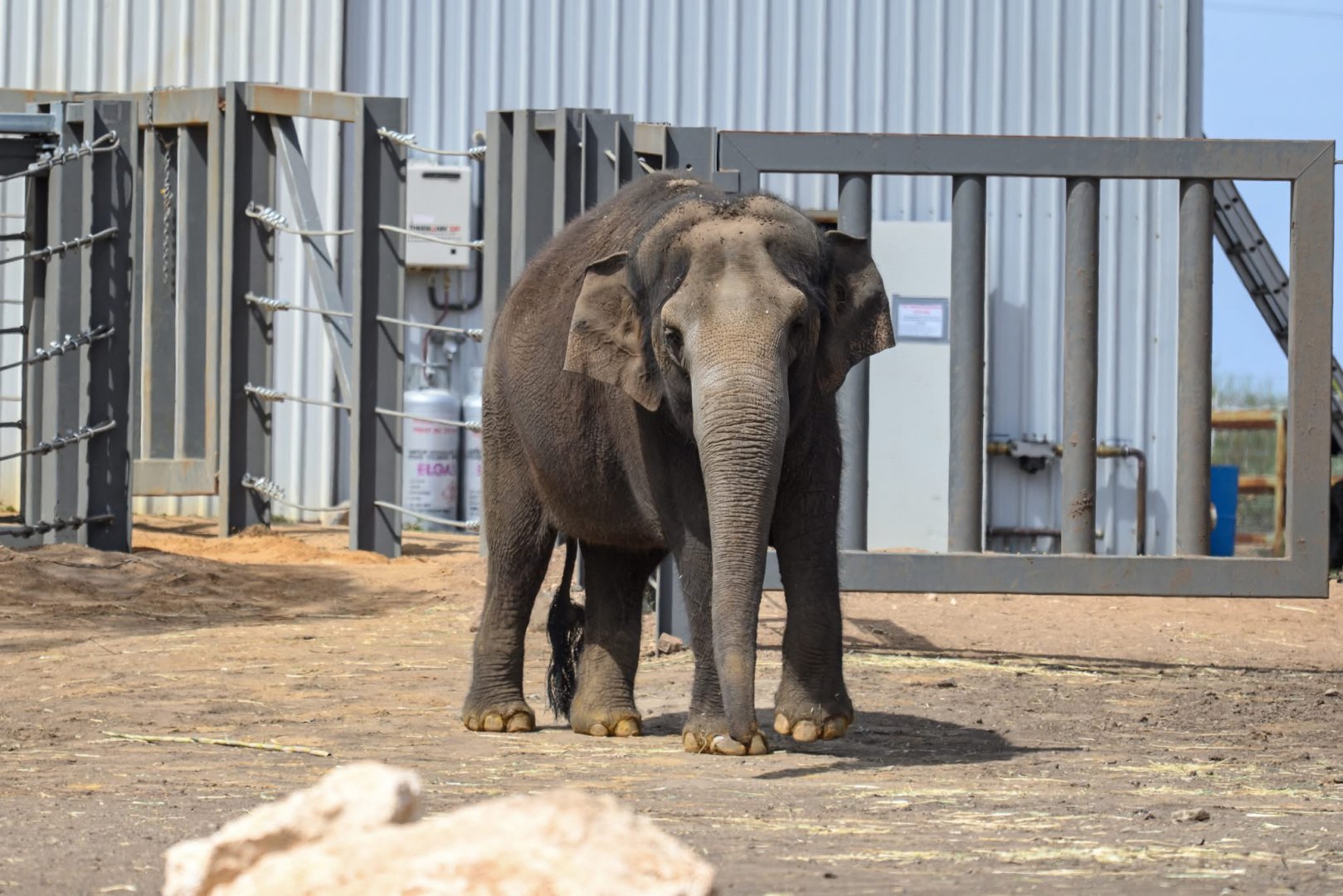 Asian elephant ‘Permai’