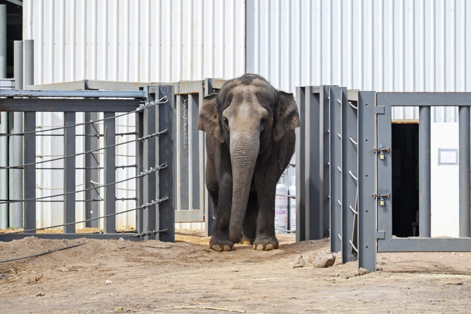 Asian elephant ‘Permai’